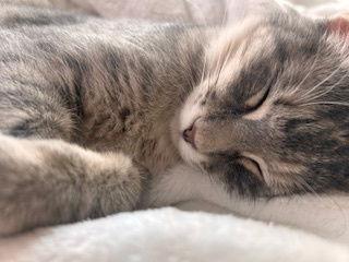 Trixie, a Adopted Domestic Short Hair in Irving, TX image 3/3