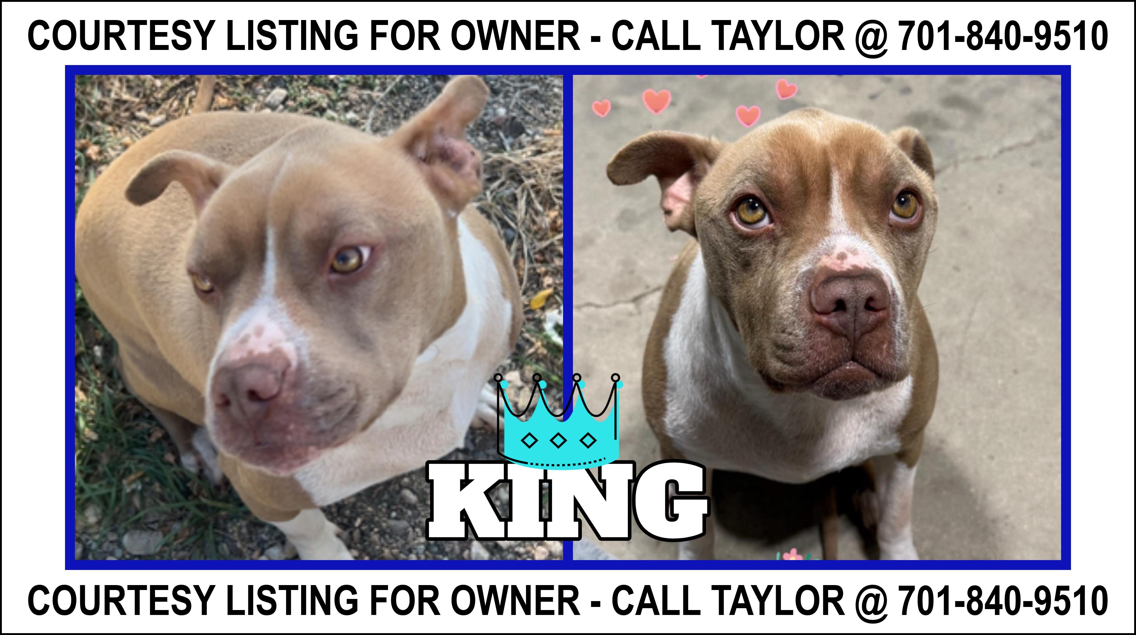 King - COURTESY LISTING FOR OWNER, Adoptable, Adult Male Pit Bull Terrier.