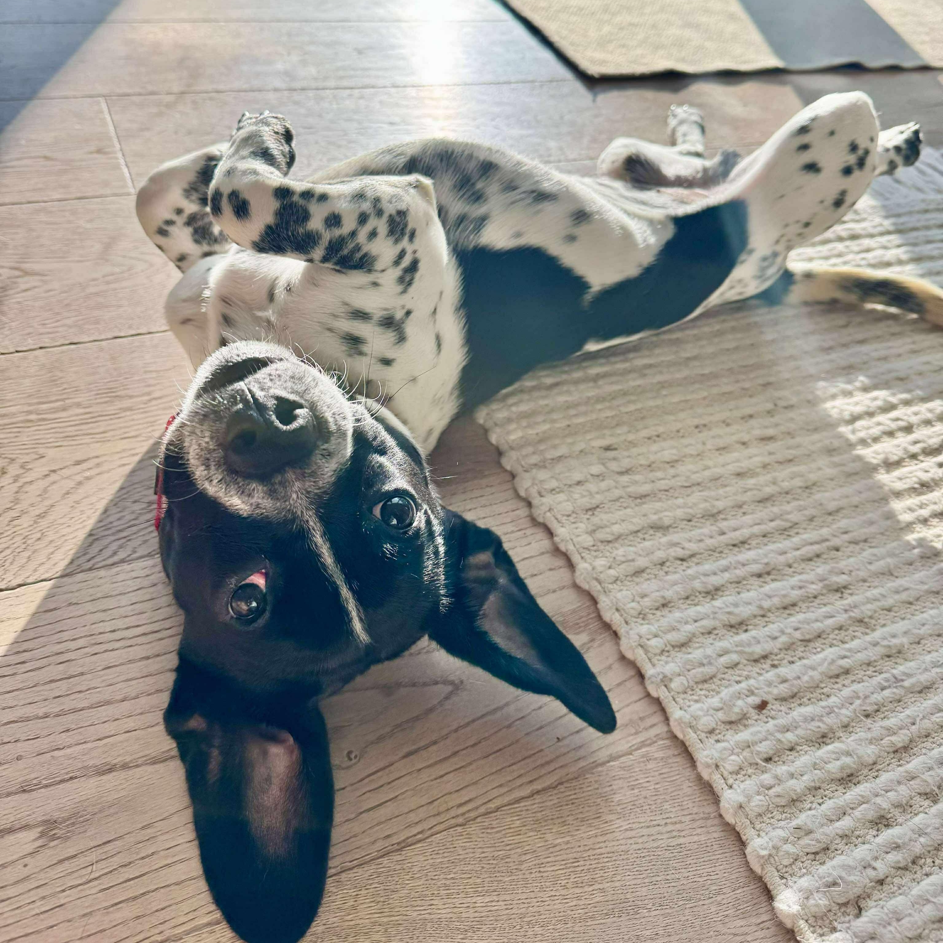 Astro in Foster Care