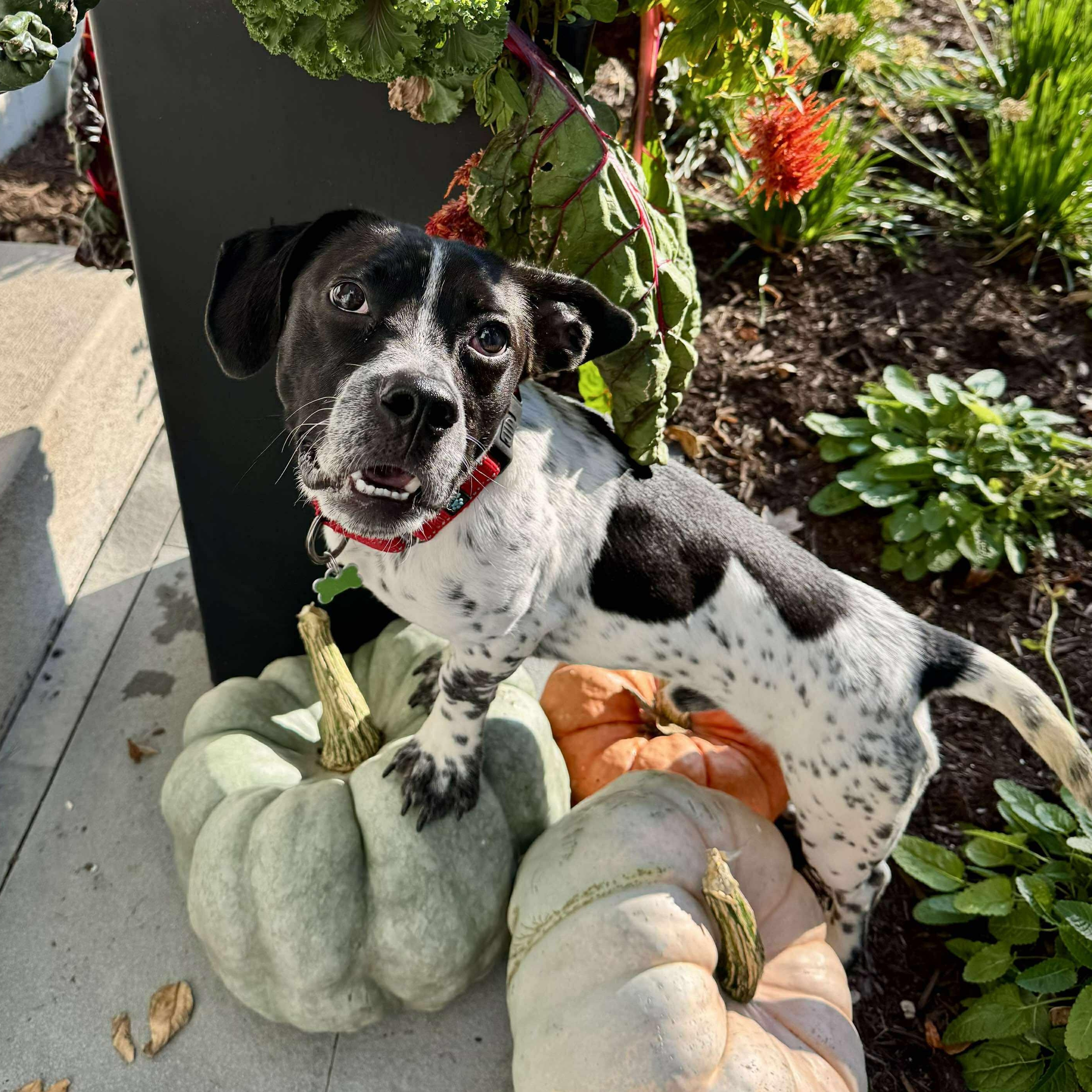 Astro in Foster Care