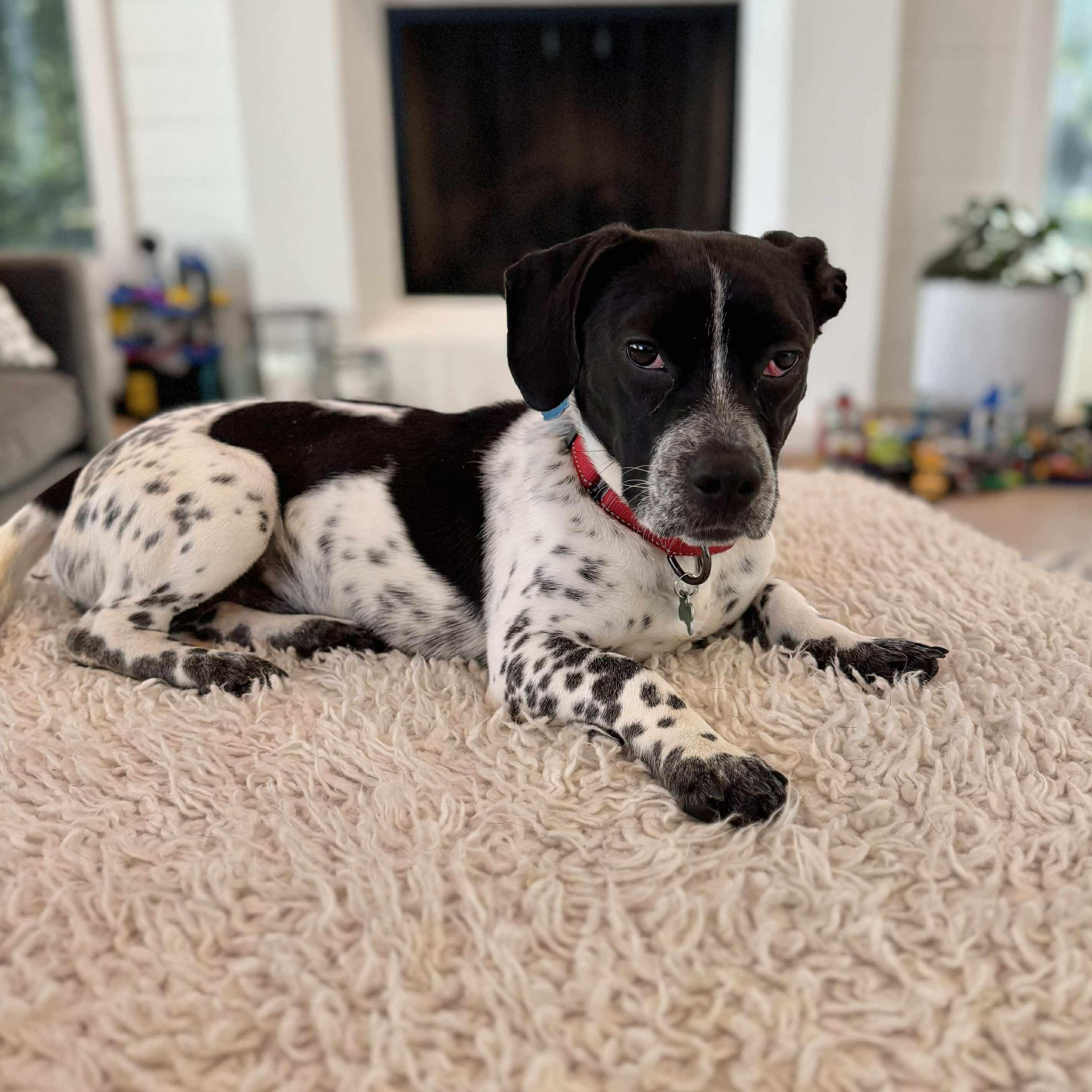 Astro in Foster Care