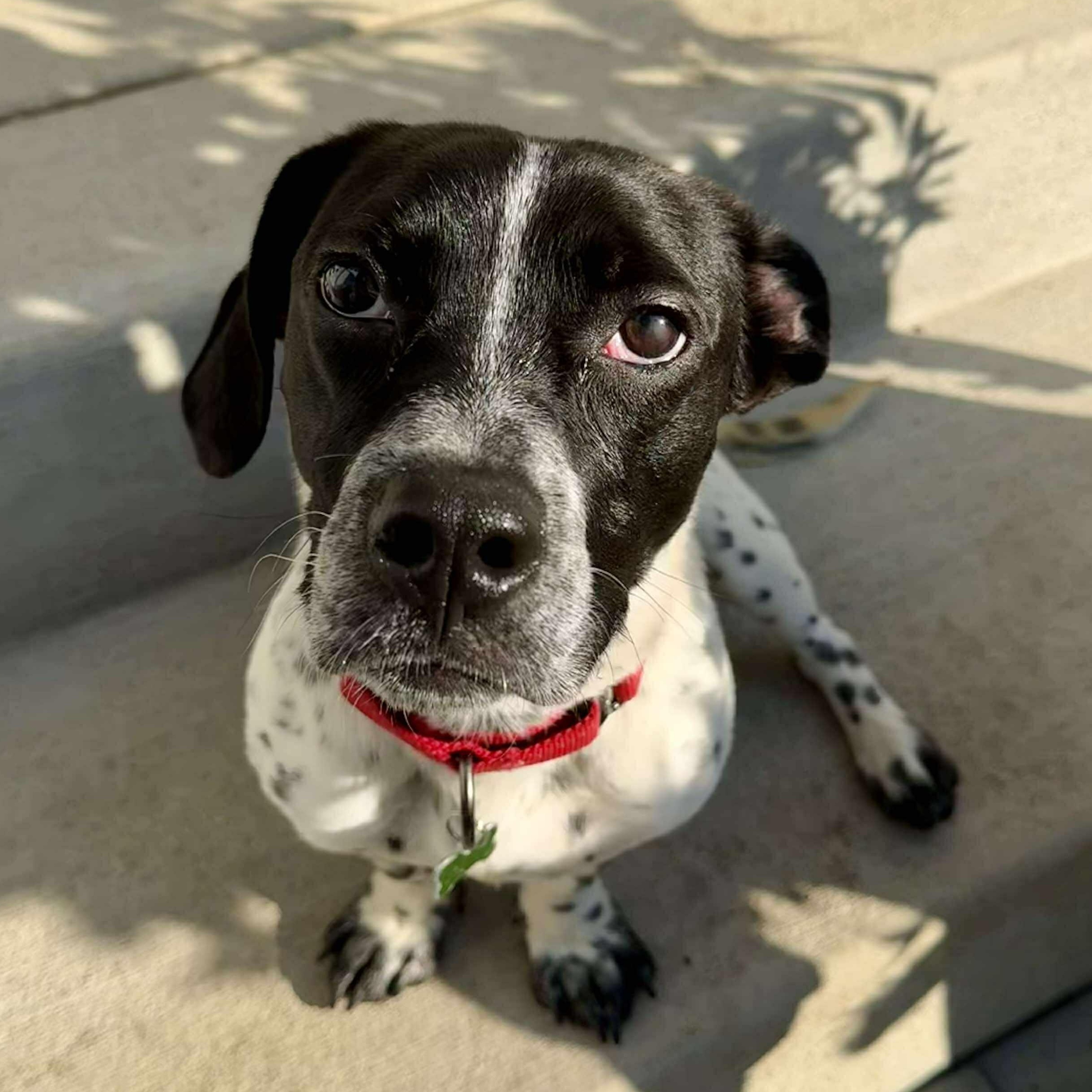 Astro in Foster Care