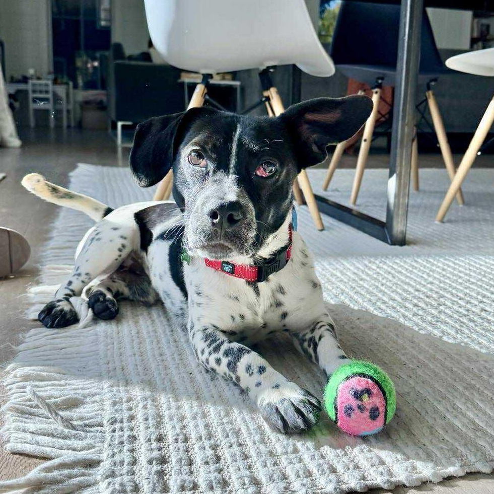 Astro in Foster Care