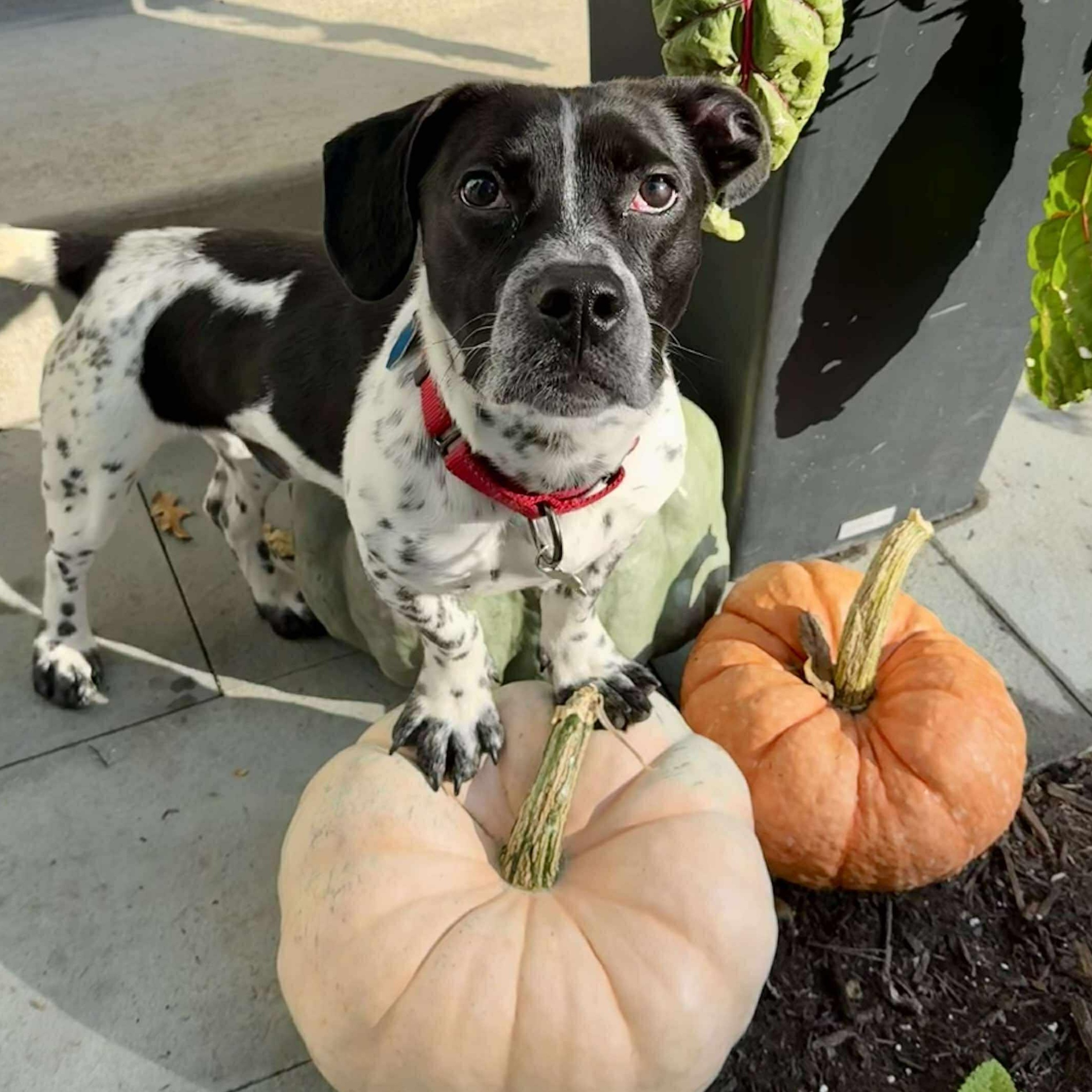 Astro in Foster Care