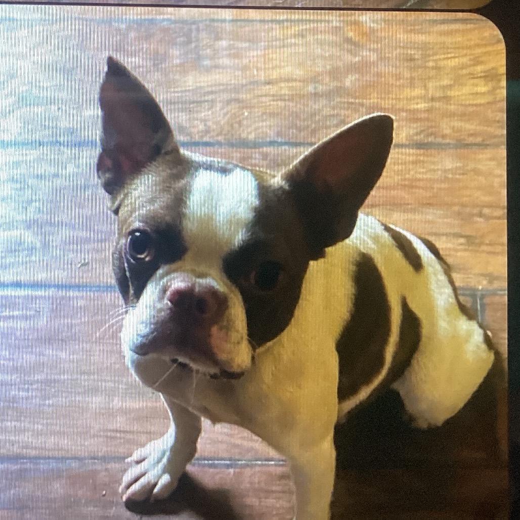 Enlarge Bunny, a Adoptable Boston Terrier in New Orleans, LA image 1/1