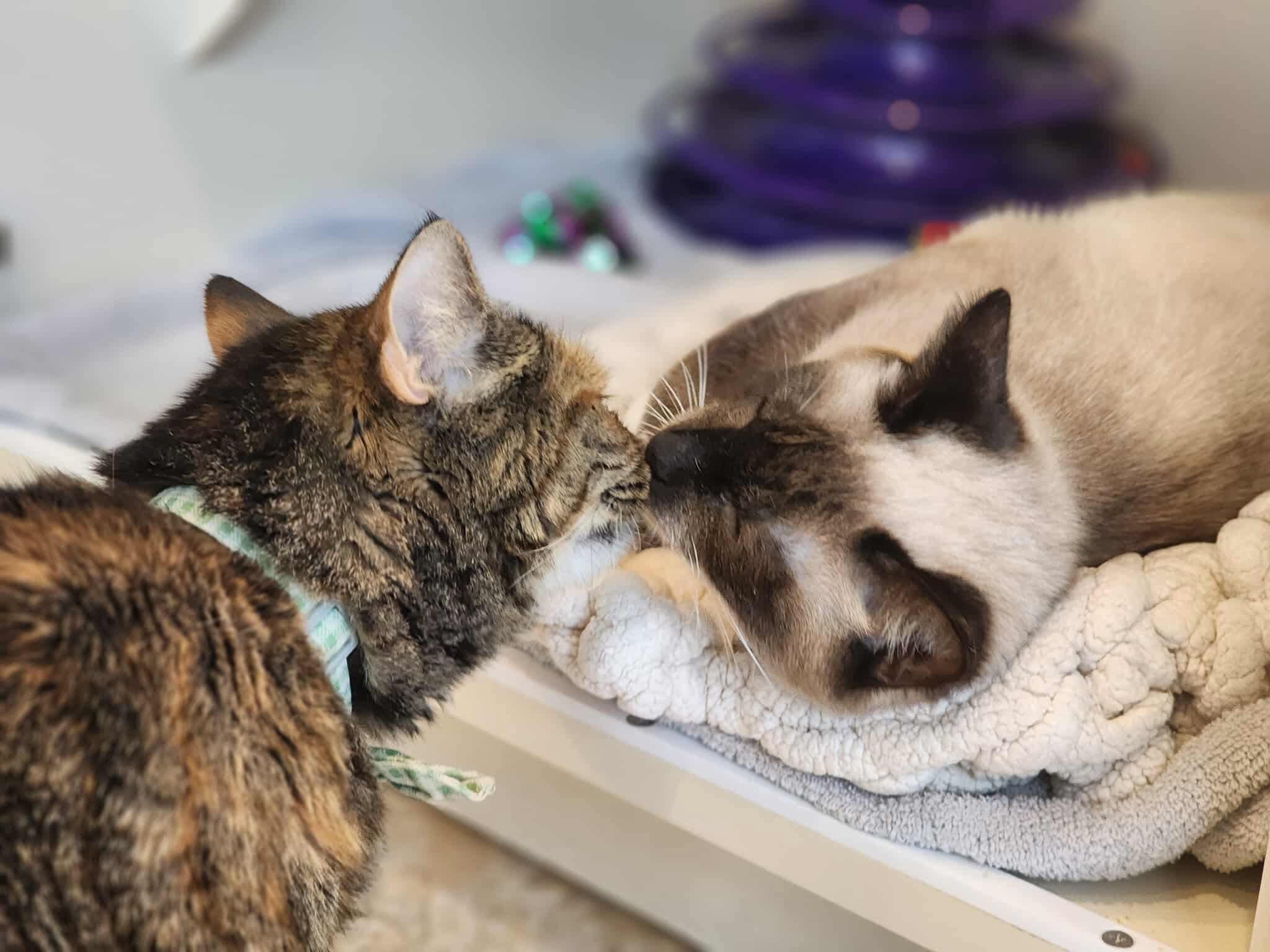 Enlarge Sealine, an adopted mixed breed in Sterling, VA image 3/6