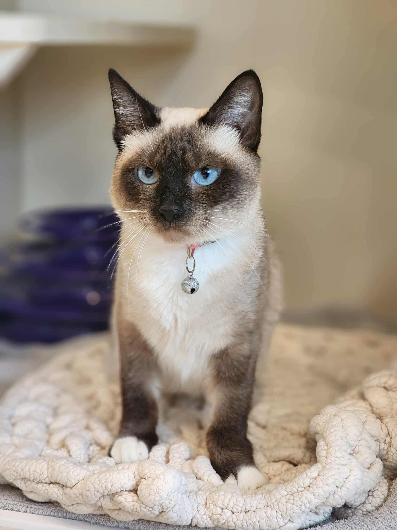 Enlarge Sealine, an adopted mixed breed in Sterling, VA image 1/6