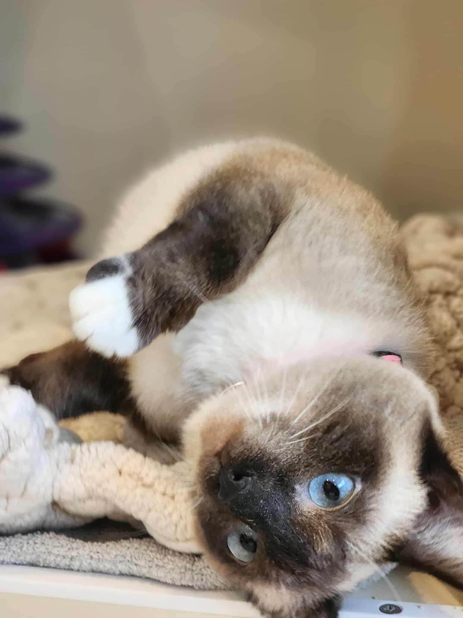 Enlarge Sealine, an adopted mixed breed in Sterling, VA image 2/6