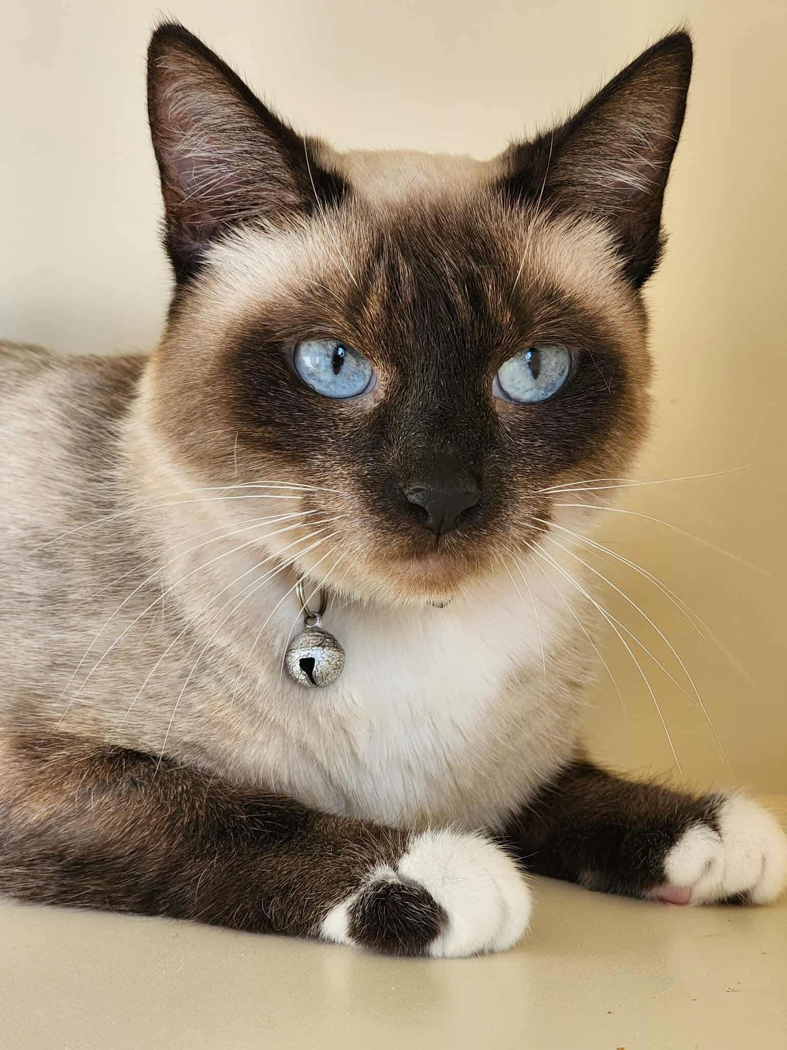 Enlarge Sealine, an adopted mixed breed in Sterling, VA image 4/6