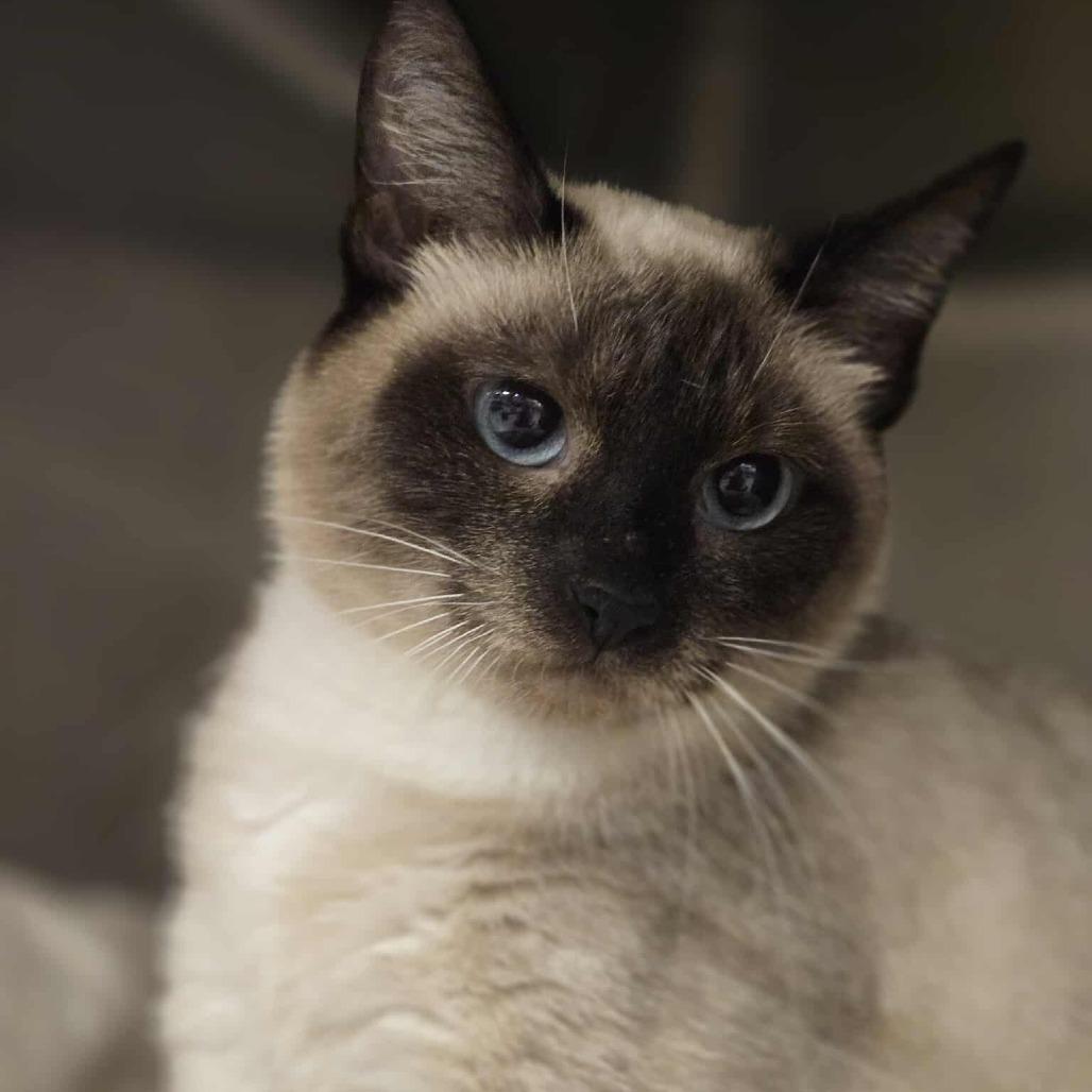 Enlarge Sealine, an adopted mixed breed in Sterling, VA image 5/6