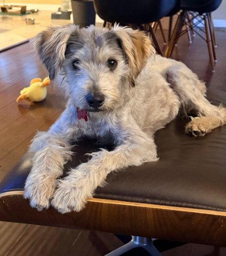 Enlarge Lucy, a Adopted mixed breed in San Diego, CA image 1/3