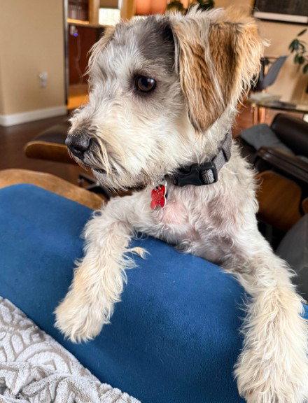 Enlarge Lucy, a Adopted mixed breed in San Diego, CA image 2/3