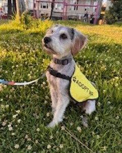 Enlarge Lucy, a Adopted mixed breed in San Diego, CA image 3/3