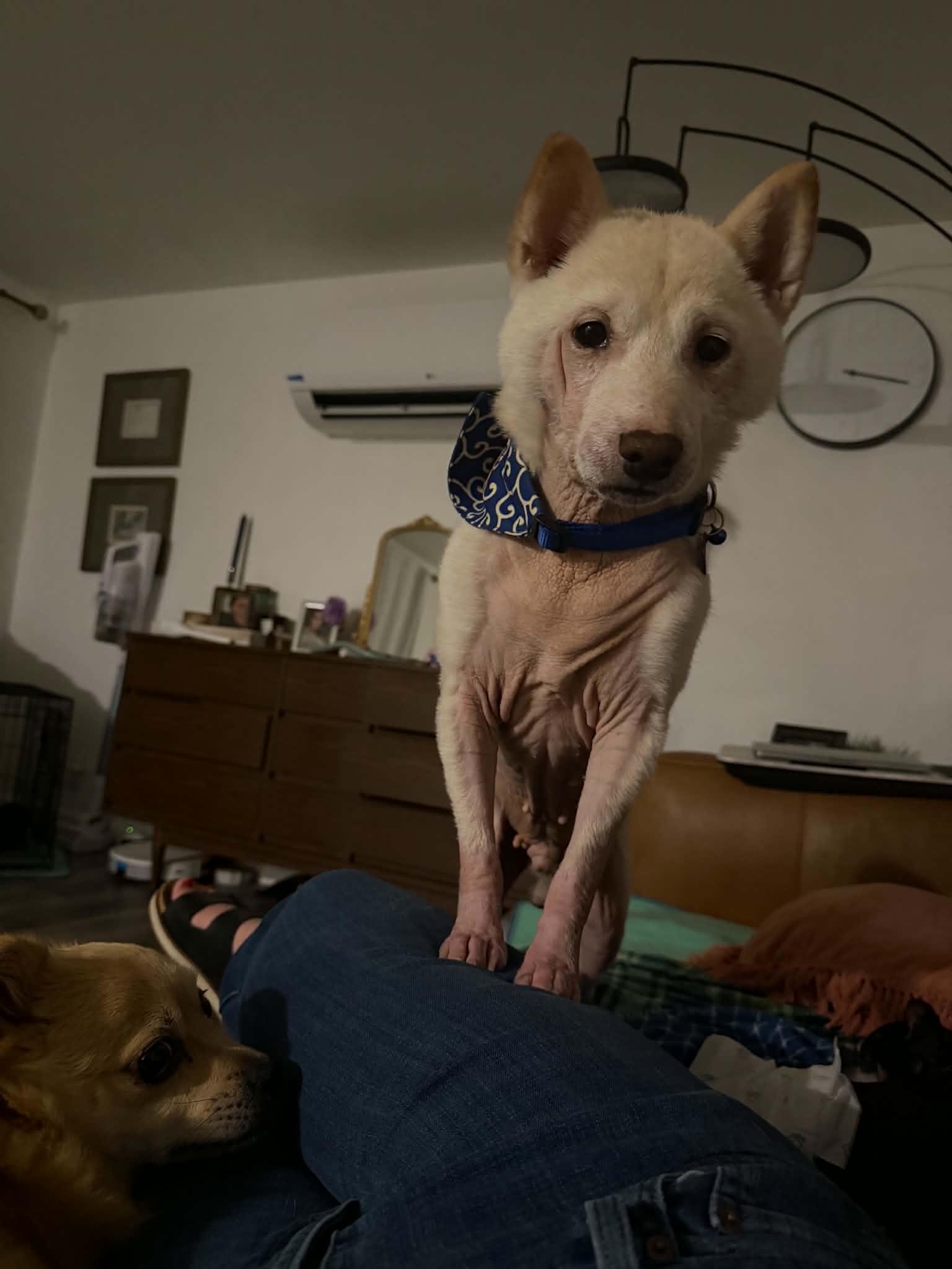 Enlarge Possum, a Adoptable mixed breed in Portland, OR image 6/6