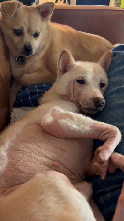 Enlarge Possum, a Adoptable mixed breed in Portland, OR video 2/6