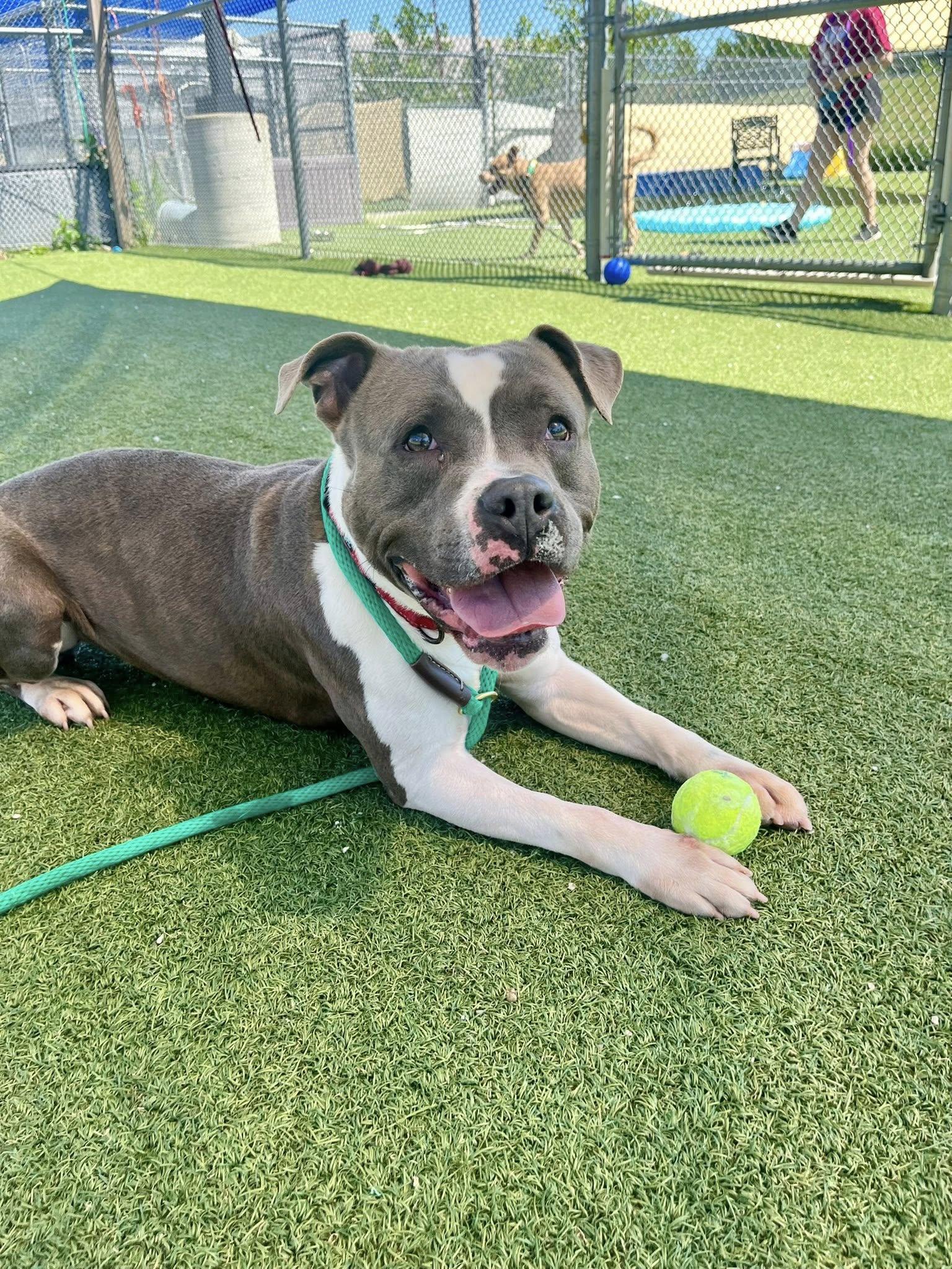 Enlarge Carl Jr., a ADOPTABLE mixed breed in Cleveland, OH image 1/6