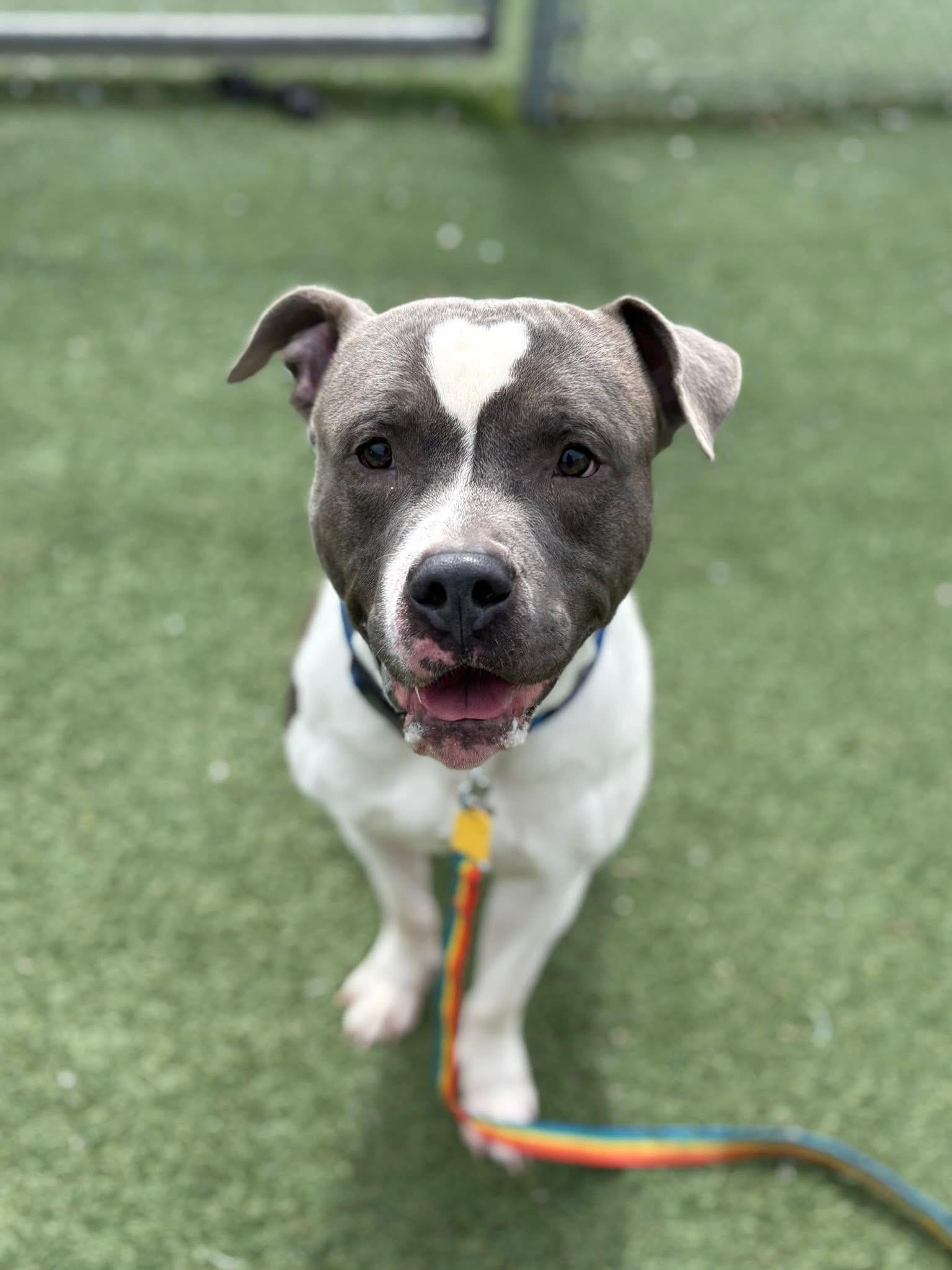 Enlarge Carl Jr., a ADOPTABLE mixed breed in Cleveland, OH image 5/6