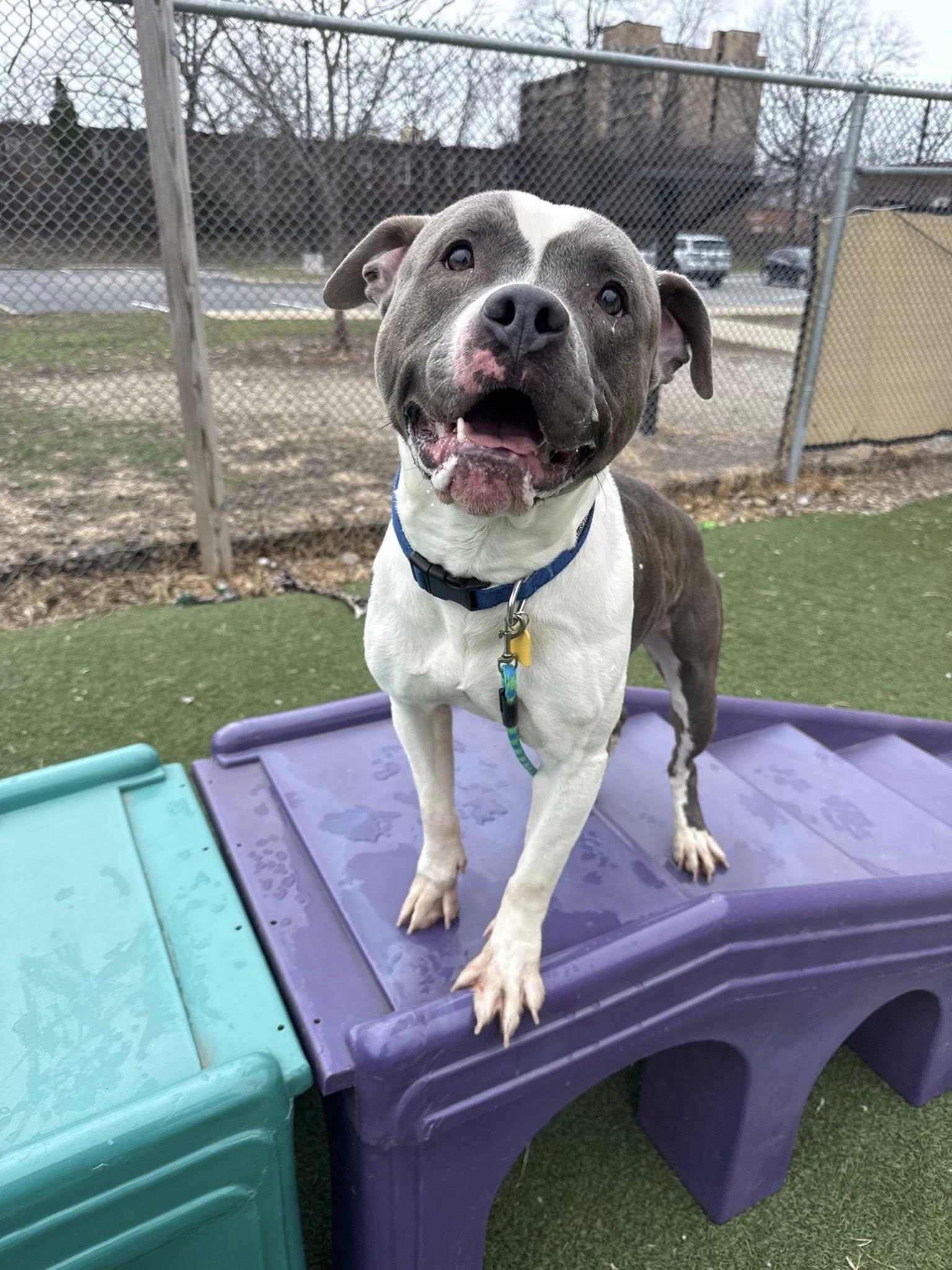 Enlarge Carl Jr., a ADOPTABLE mixed breed in Cleveland, OH image 2/6