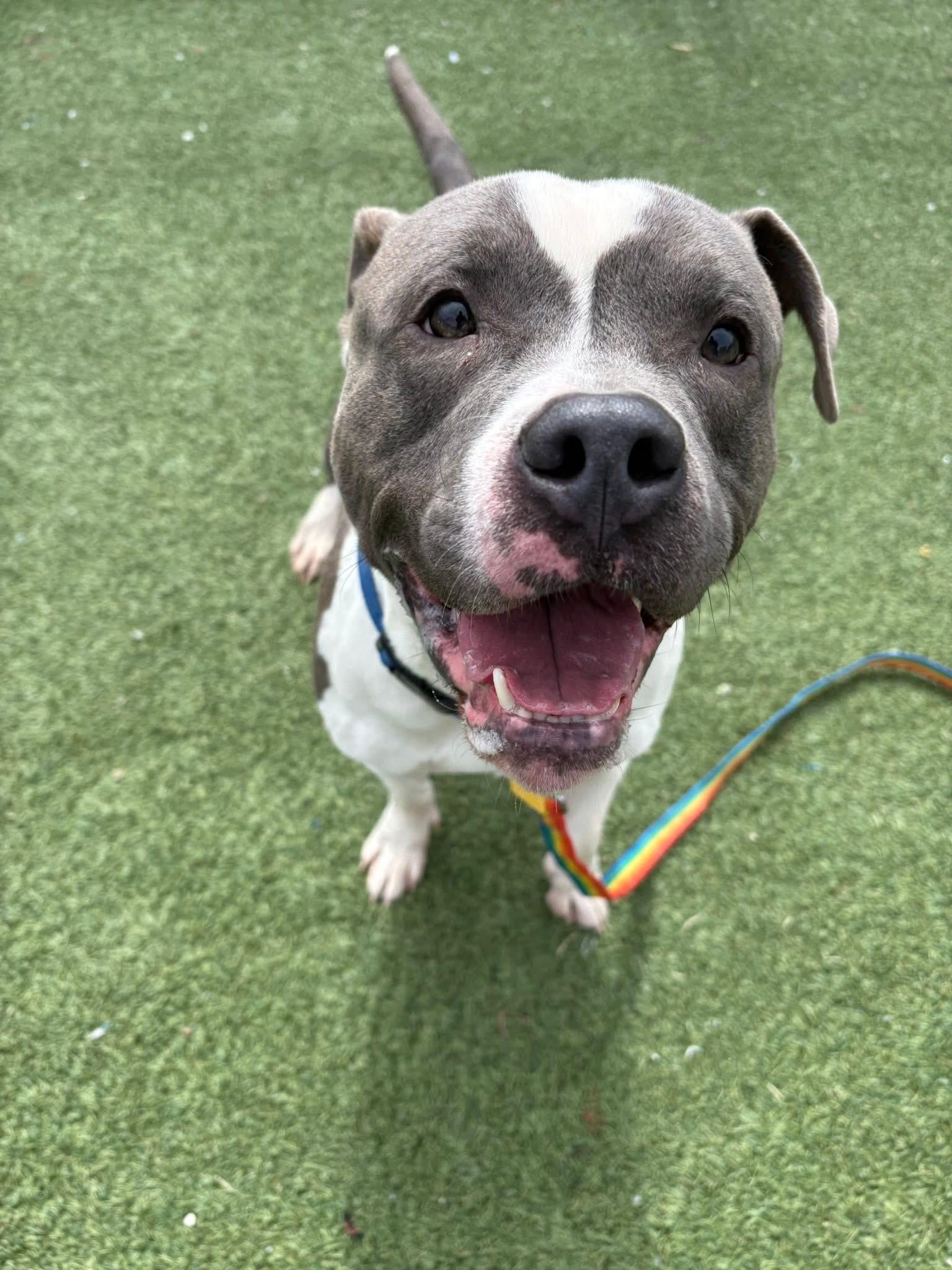 Enlarge Carl Jr., a ADOPTABLE mixed breed in Cleveland, OH image 6/6