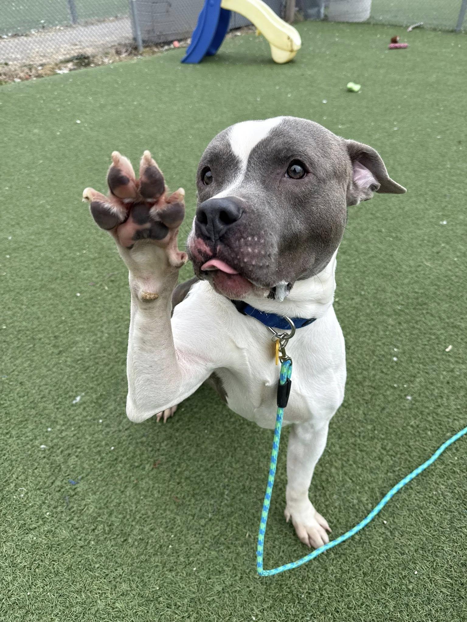 Enlarge Carl Jr., a ADOPTABLE mixed breed in Cleveland, OH image 3/6