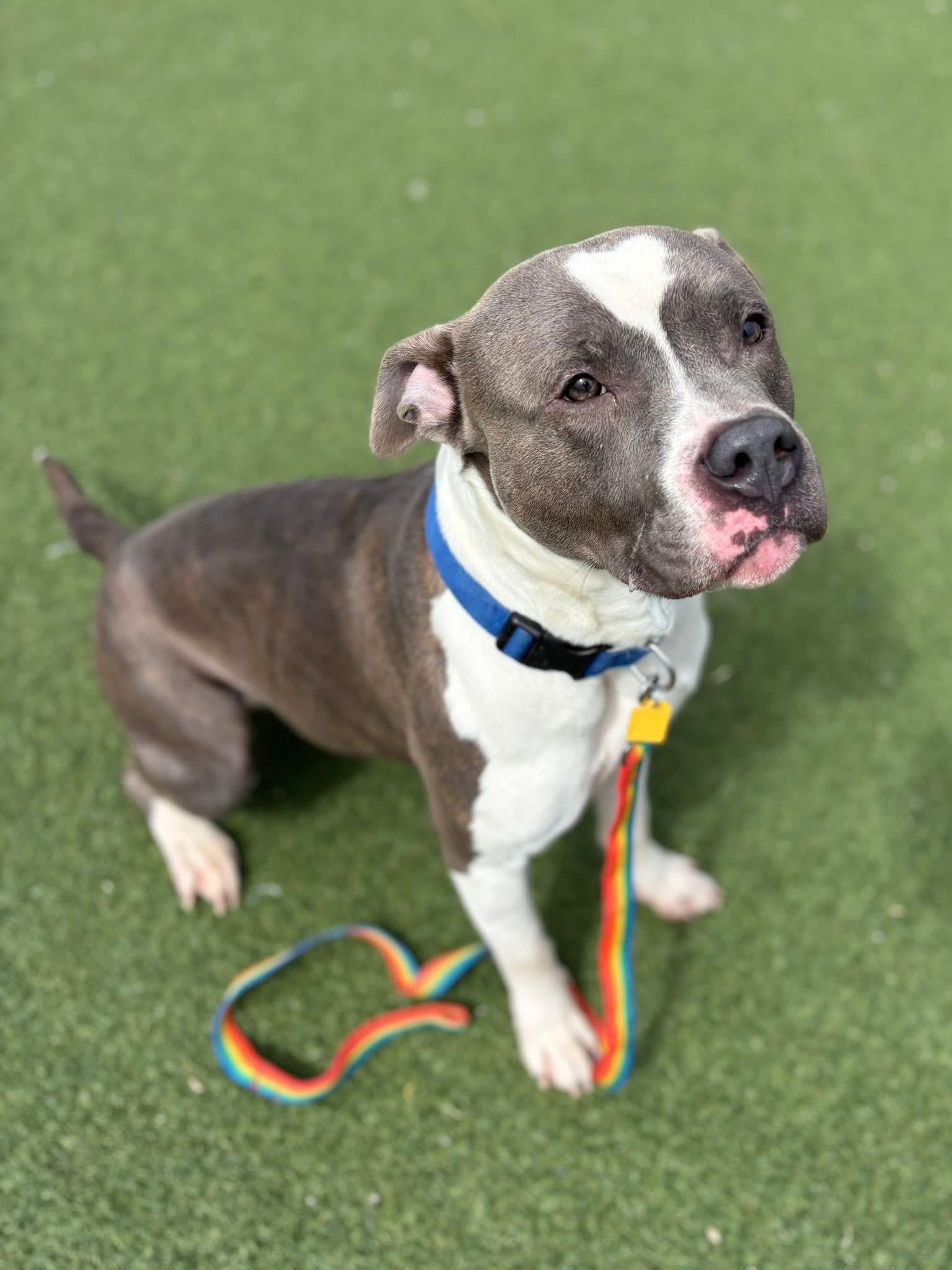Enlarge Carl Jr., a ADOPTABLE mixed breed in Cleveland, OH image 4/6