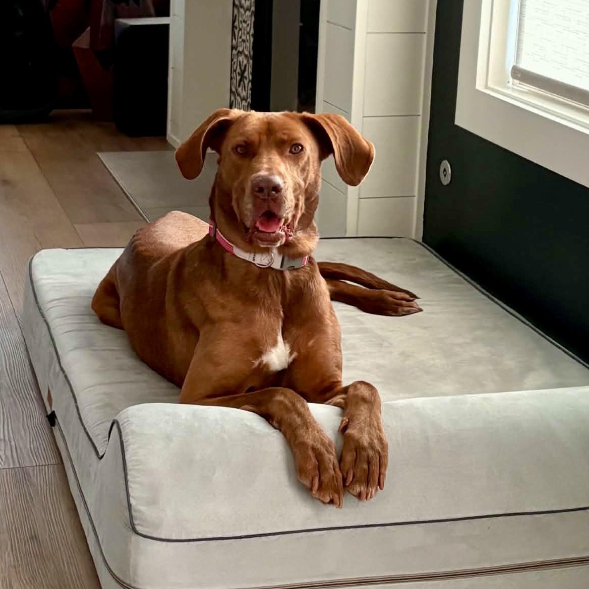 Annie, Adoptable, Adult Female Labrador Retriever.