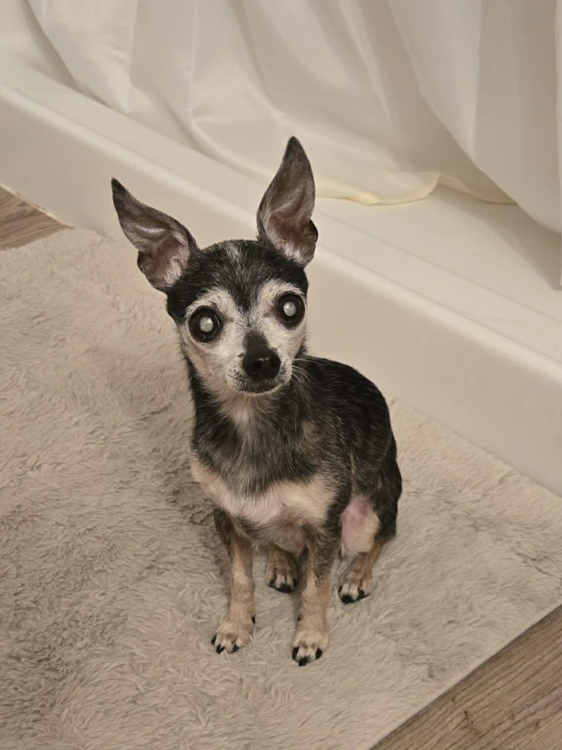 Ricardo, ADOPTABLE, Senior Male Chihuahua.