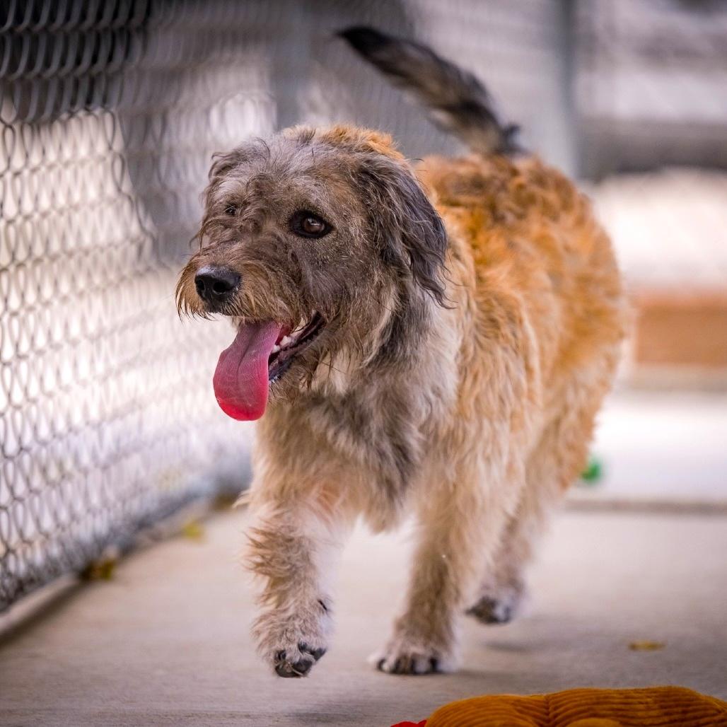 Enlarge TUCKER, a Adoptable mixed breed in Joshua Tree, CA image 1/1