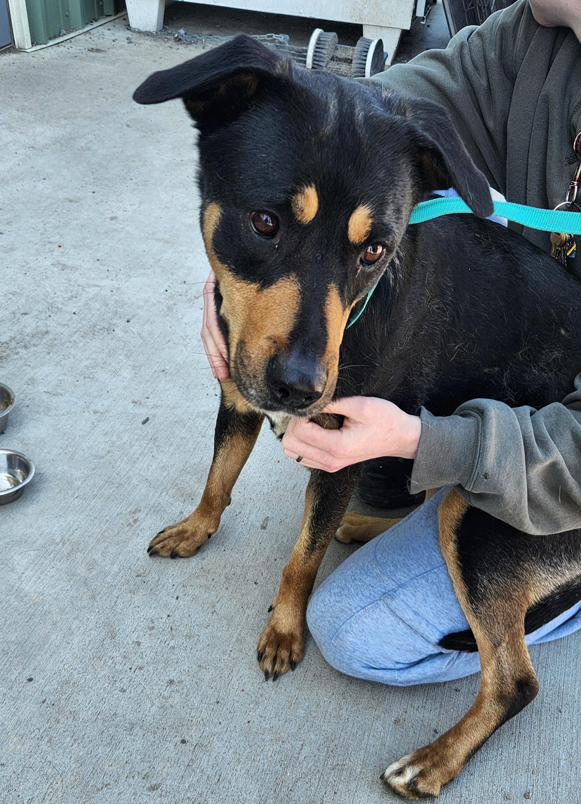 Enlarge Pixie, a ADOPTABLE mixed breed in Billings, MT image 2/2