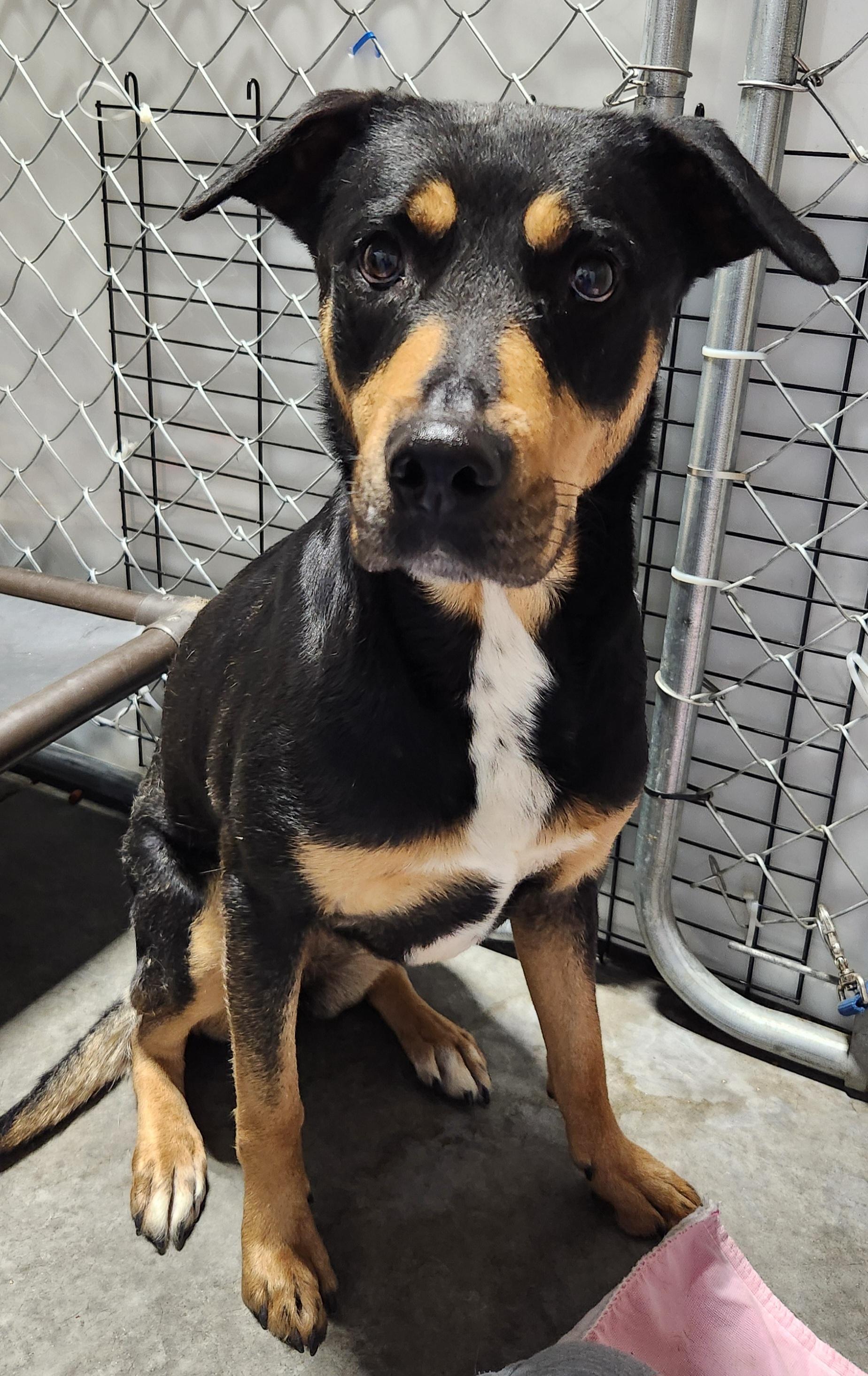Pixie, ADOPTABLE, Adult Female Rottweiler.