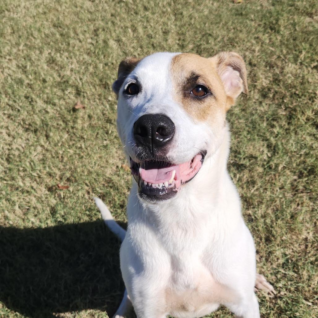 Enlarge Matto, a Adoptable Hound in Norman, OK image 1/6