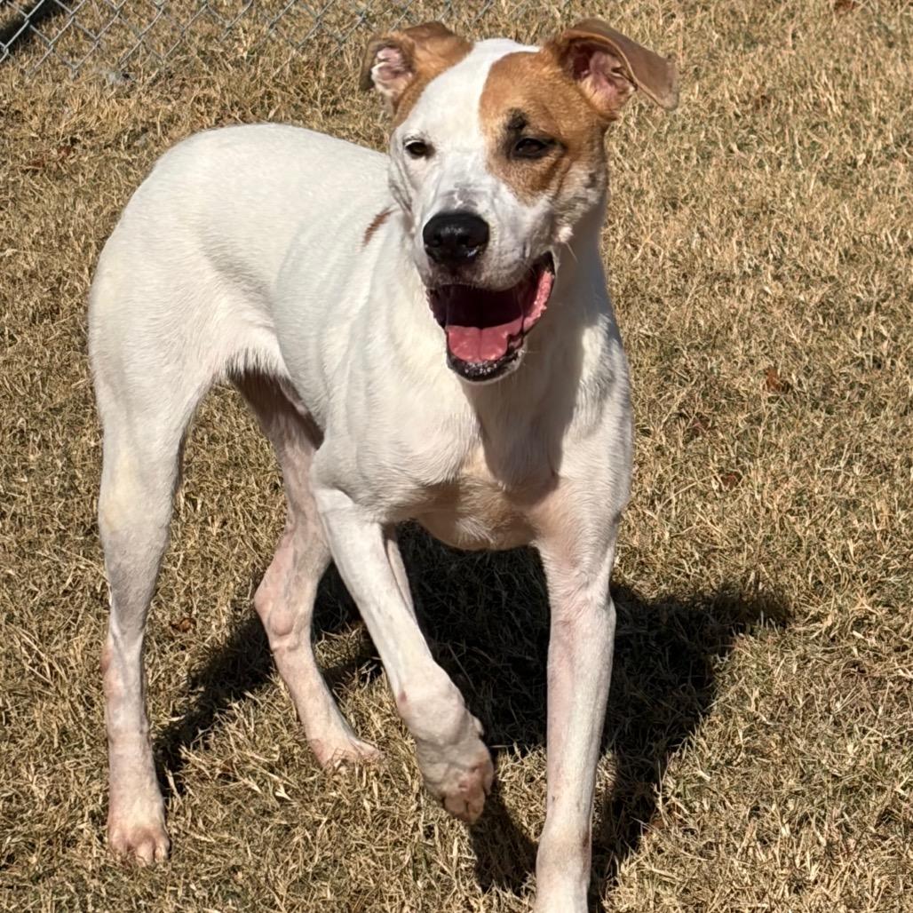 Enlarge Matto, a Adoptable Hound in Norman, OK image 2/6