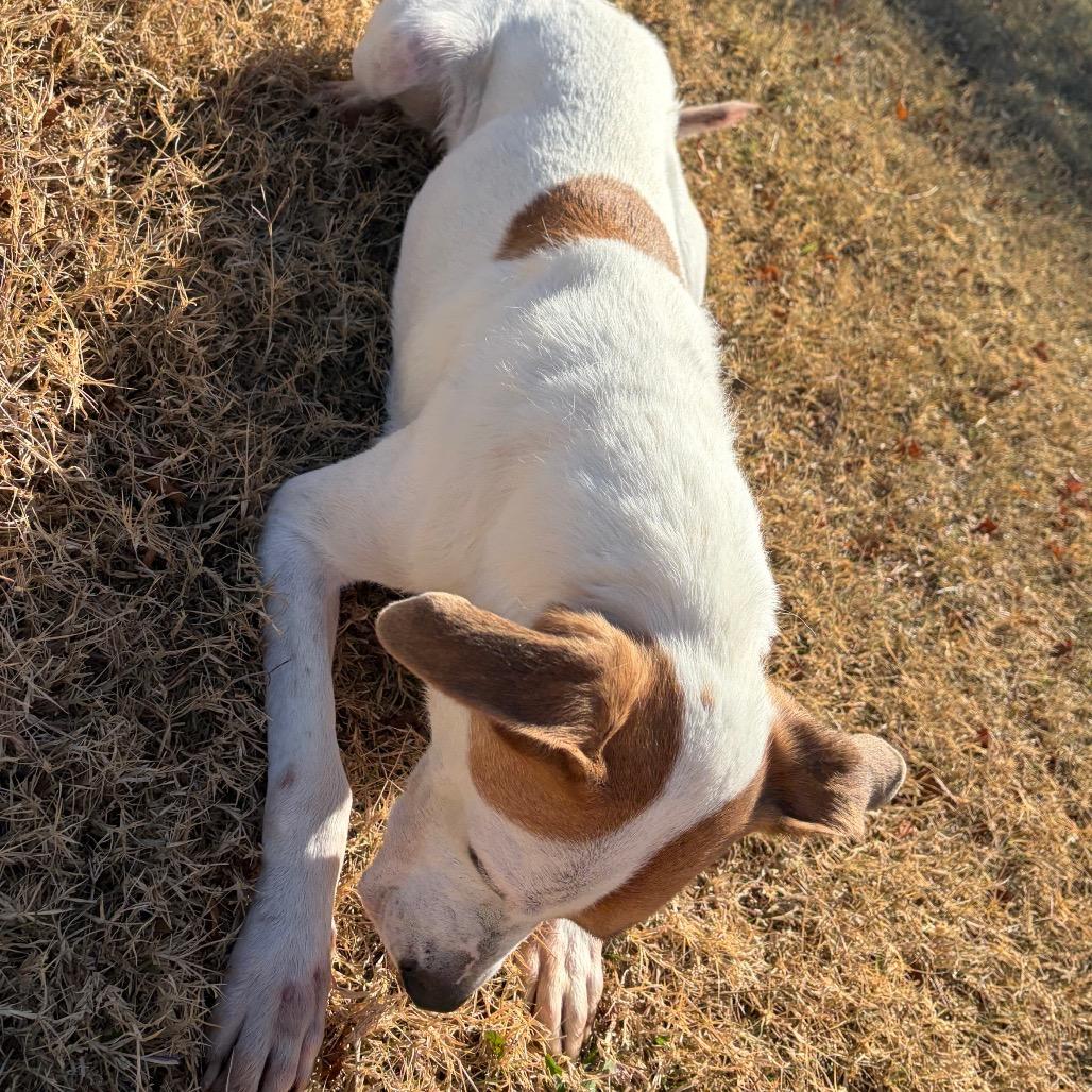 Enlarge Matto, a Adoptable Hound in Norman, OK image 3/6