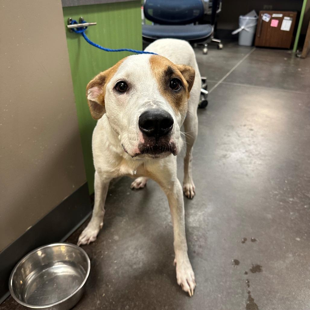 Enlarge Matto, a Adoptable Hound in Norman, OK image 4/6