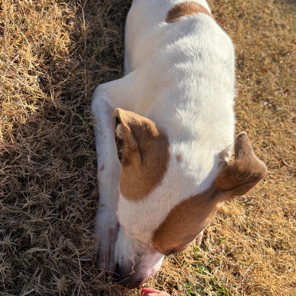 Enlarge Matto, a Adoptable Hound in Norman, OK image 5/6