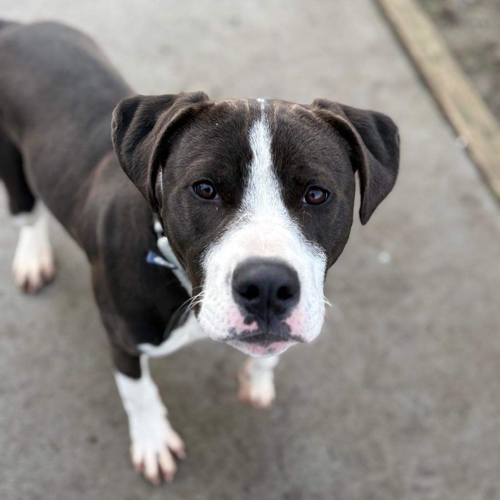 Beck, adoptable, Young Male Boxer & Pit Bull Terrier.