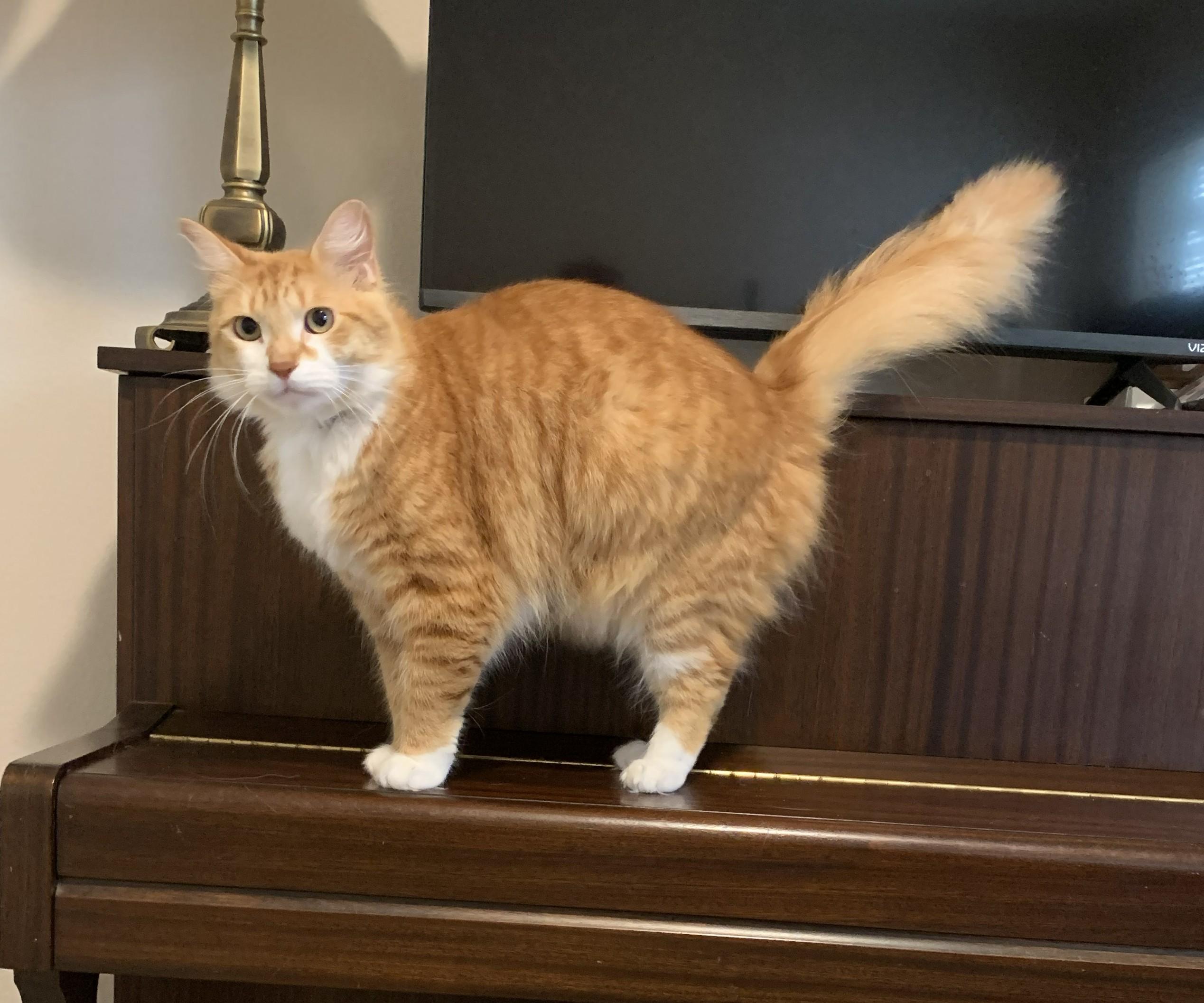Drake, Adoptable, Adult Male Domestic Medium Hair & Tabby.