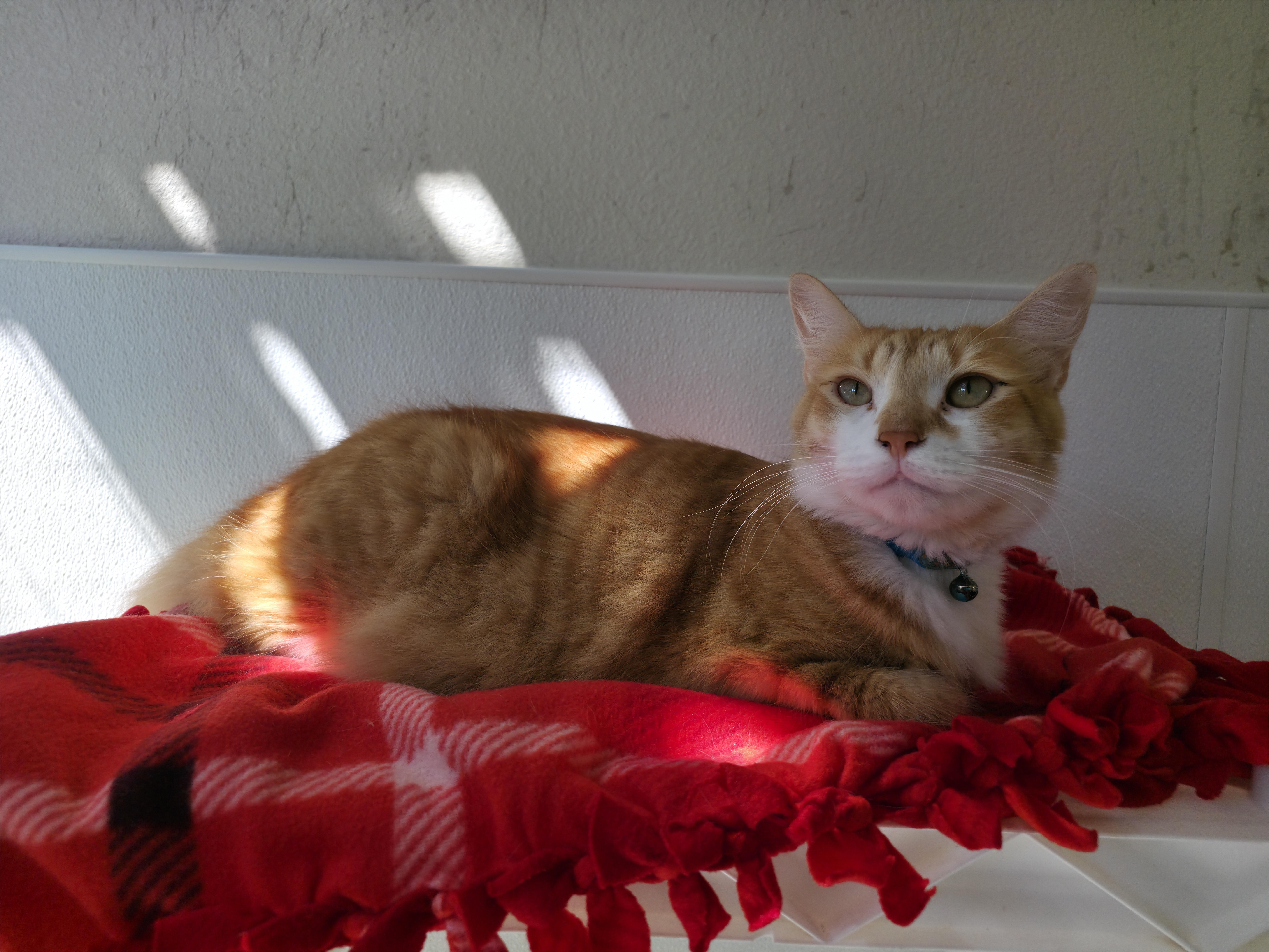 Enlarge Drake, a Adoptable mixed breed in Hollister, CA image 4/5