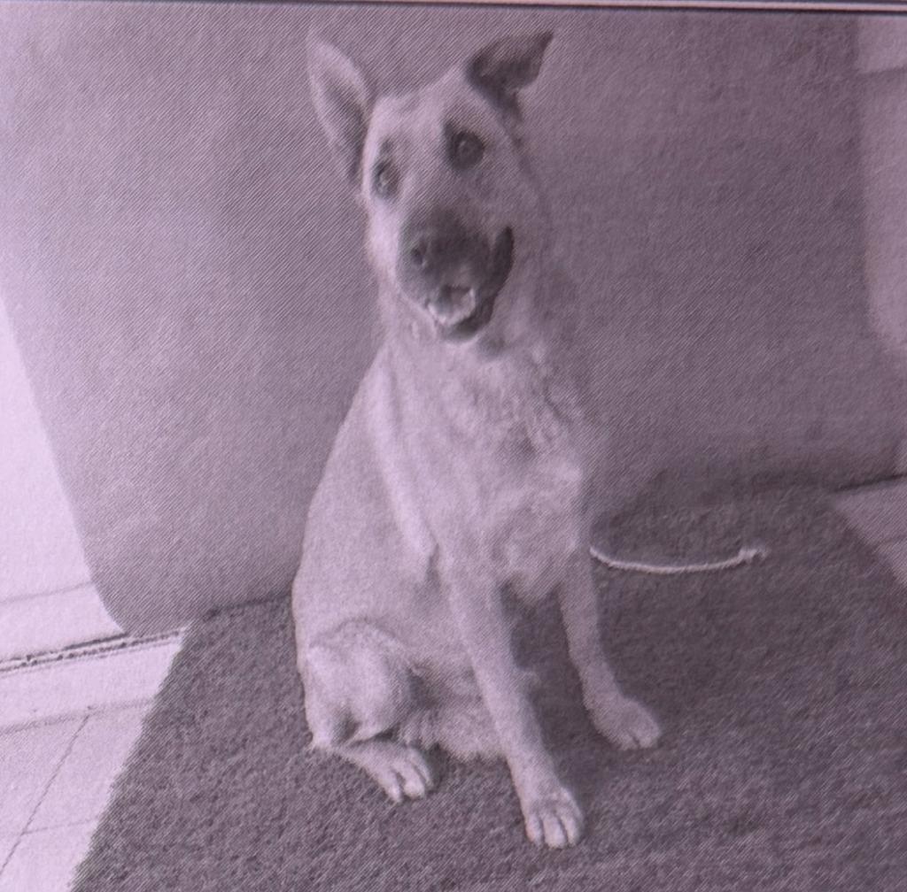 Buster Carson, Adopted, Young Male Mixed Breed.