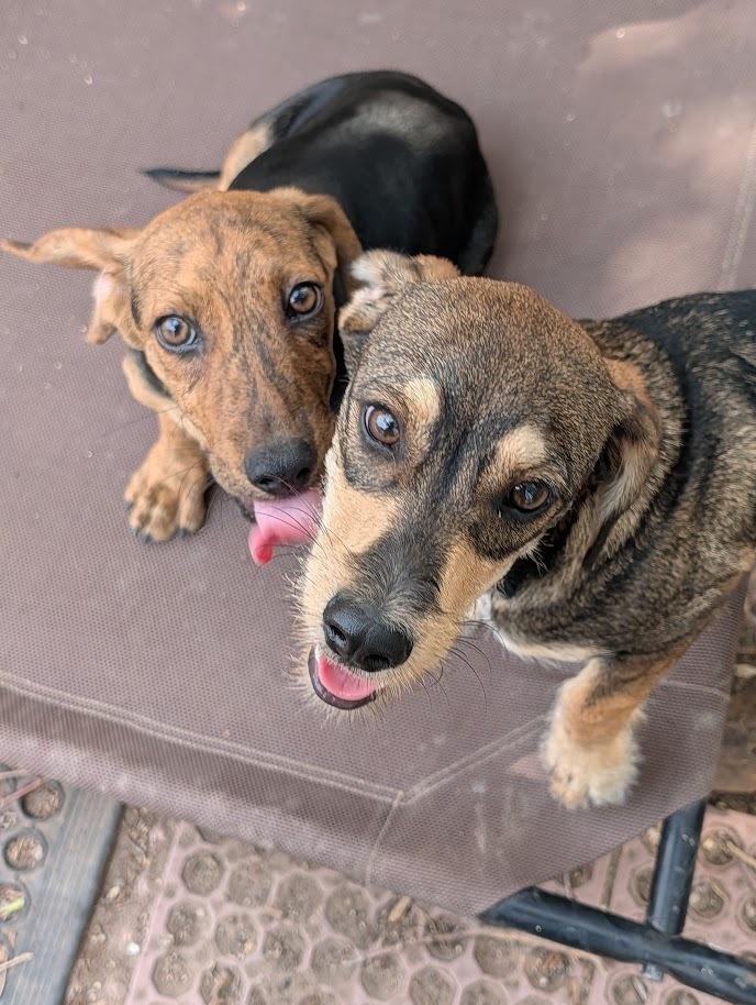 Pupper photo