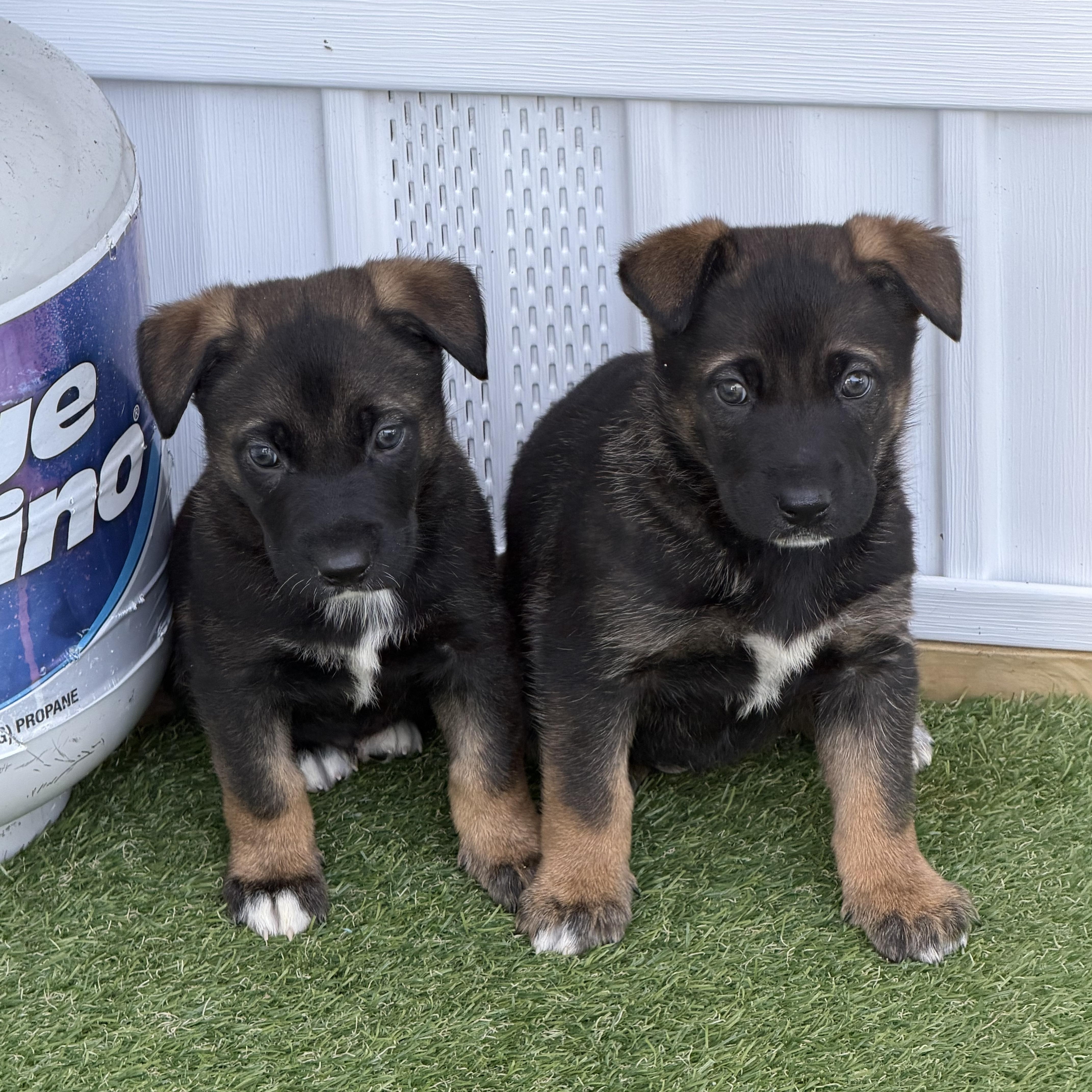 Tessy, Adoptable, Puppy Female German Shepherd Dog & Border Collie.