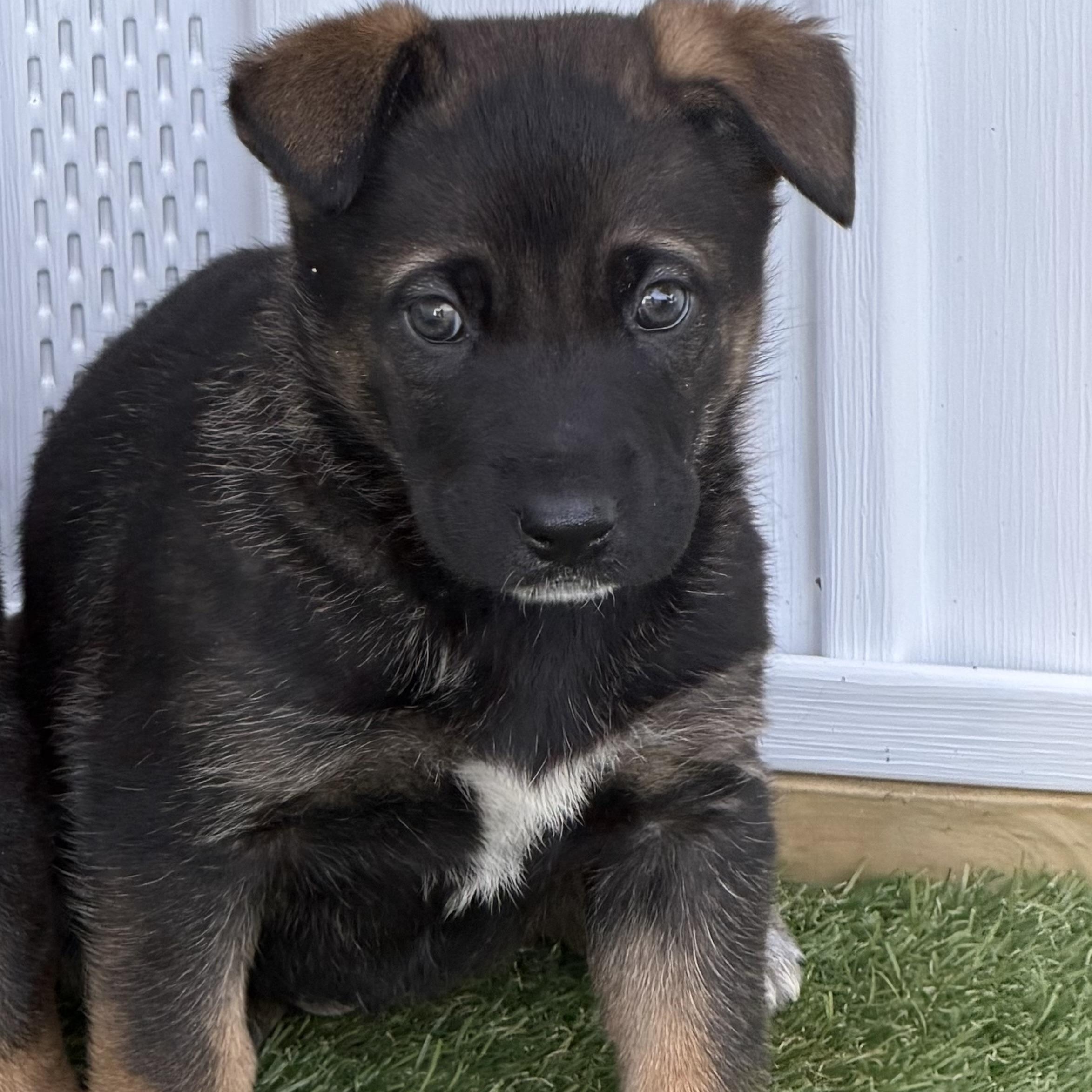 Enlarge Tessy, an adopted mixed breed in Hamilton , NJ image 1/1