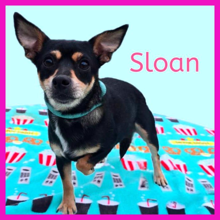 Sloan, Adoptable, Adult Female Mixed Breed.