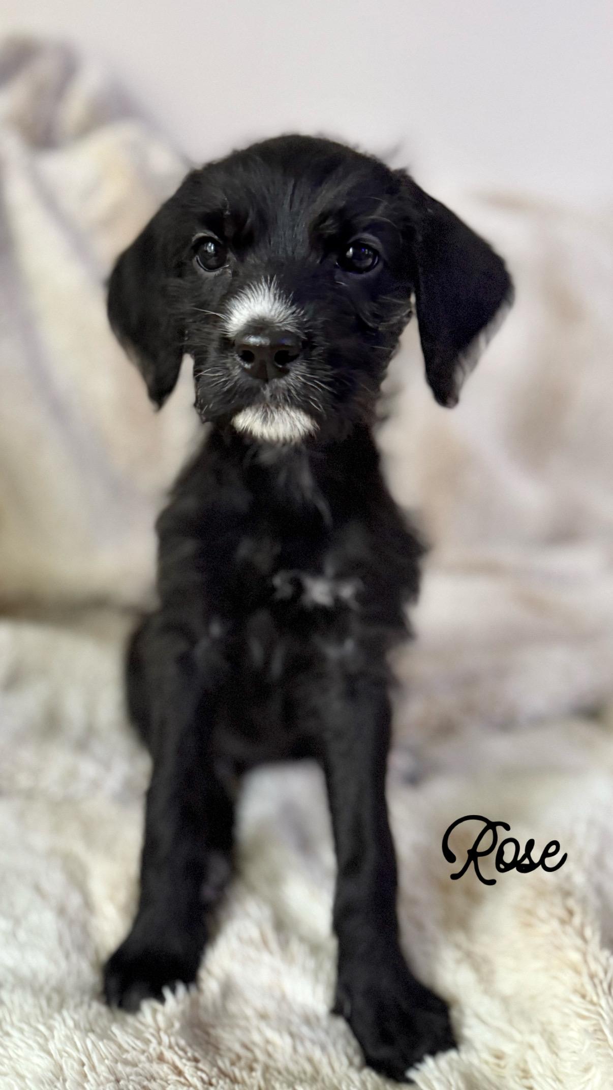 Rose, Adoptable, Puppy Female Standard Poodle.