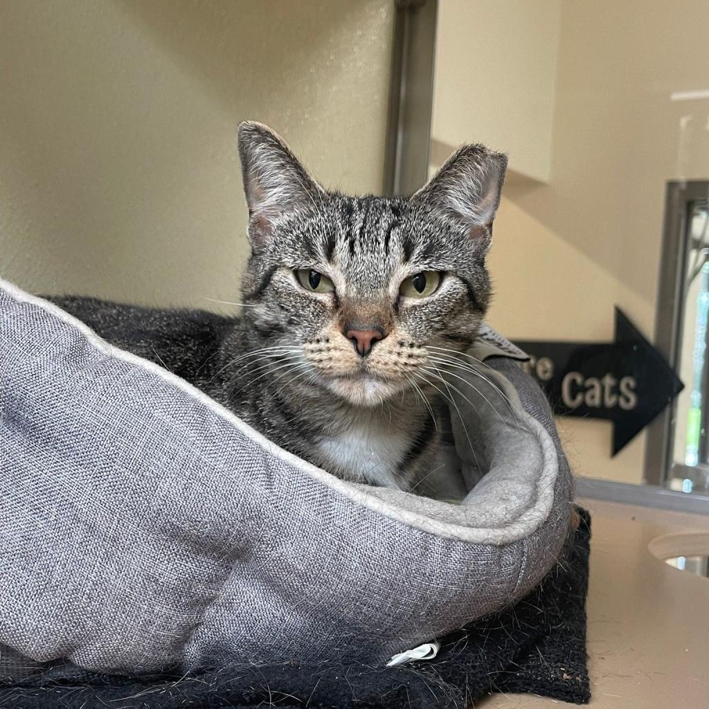 Enlarge Yara, a Adoptable Domestic Short Hair in Sherwood, OR image 3/3