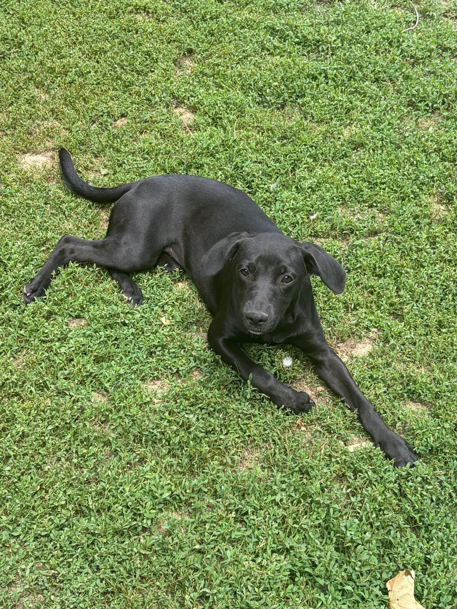 Storm Pearl, ADOPTABLE, Puppy Female Black Labrador Retriever.