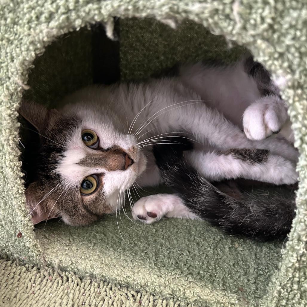 Finnegan, Adoptable, Adult Male Domestic Short Hair.
