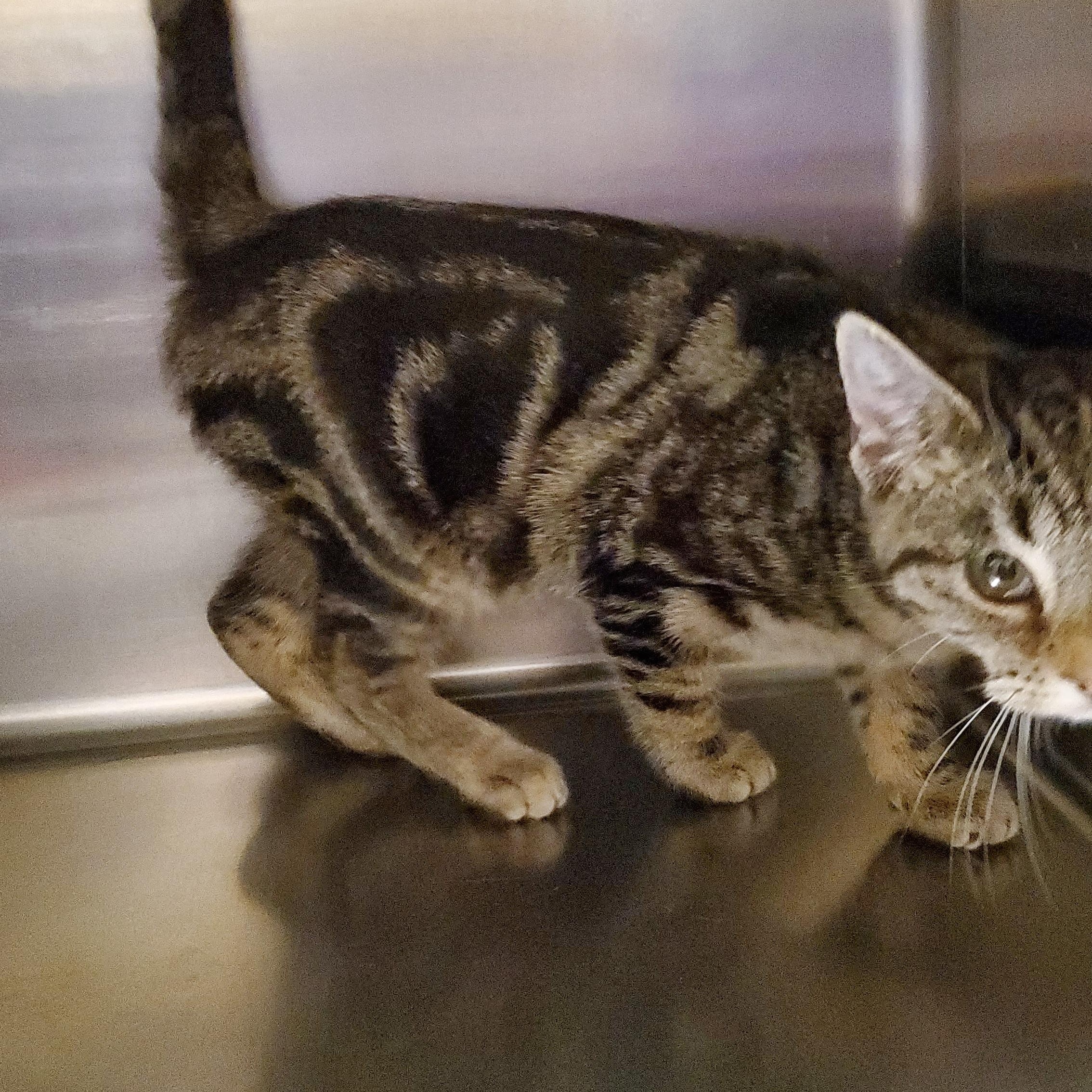 Gem, ADOPTABLE, Young Female Tabby.