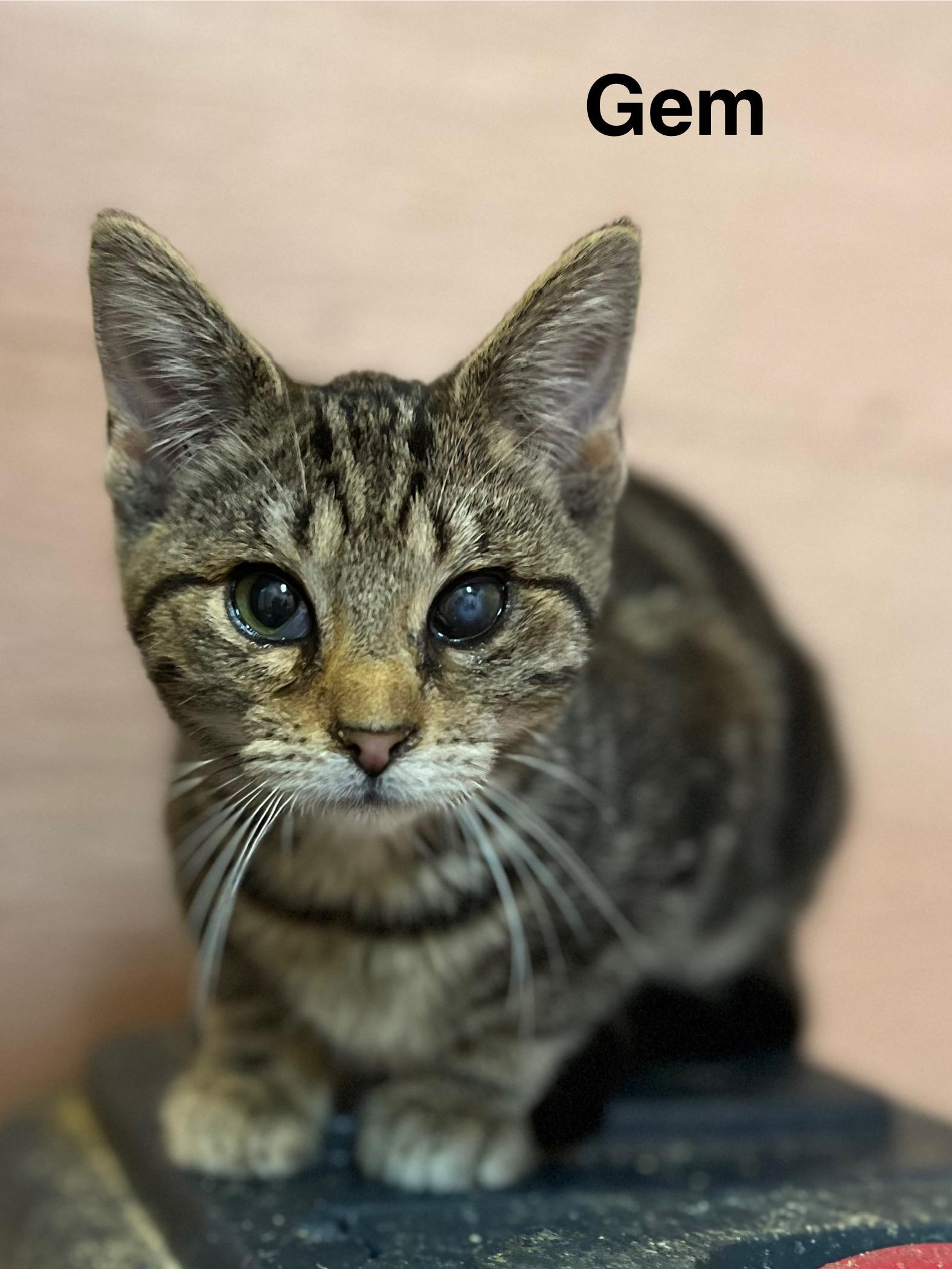 Enlarge Gem, a ADOPTABLE Tabby in Muncie, IN image 3/3