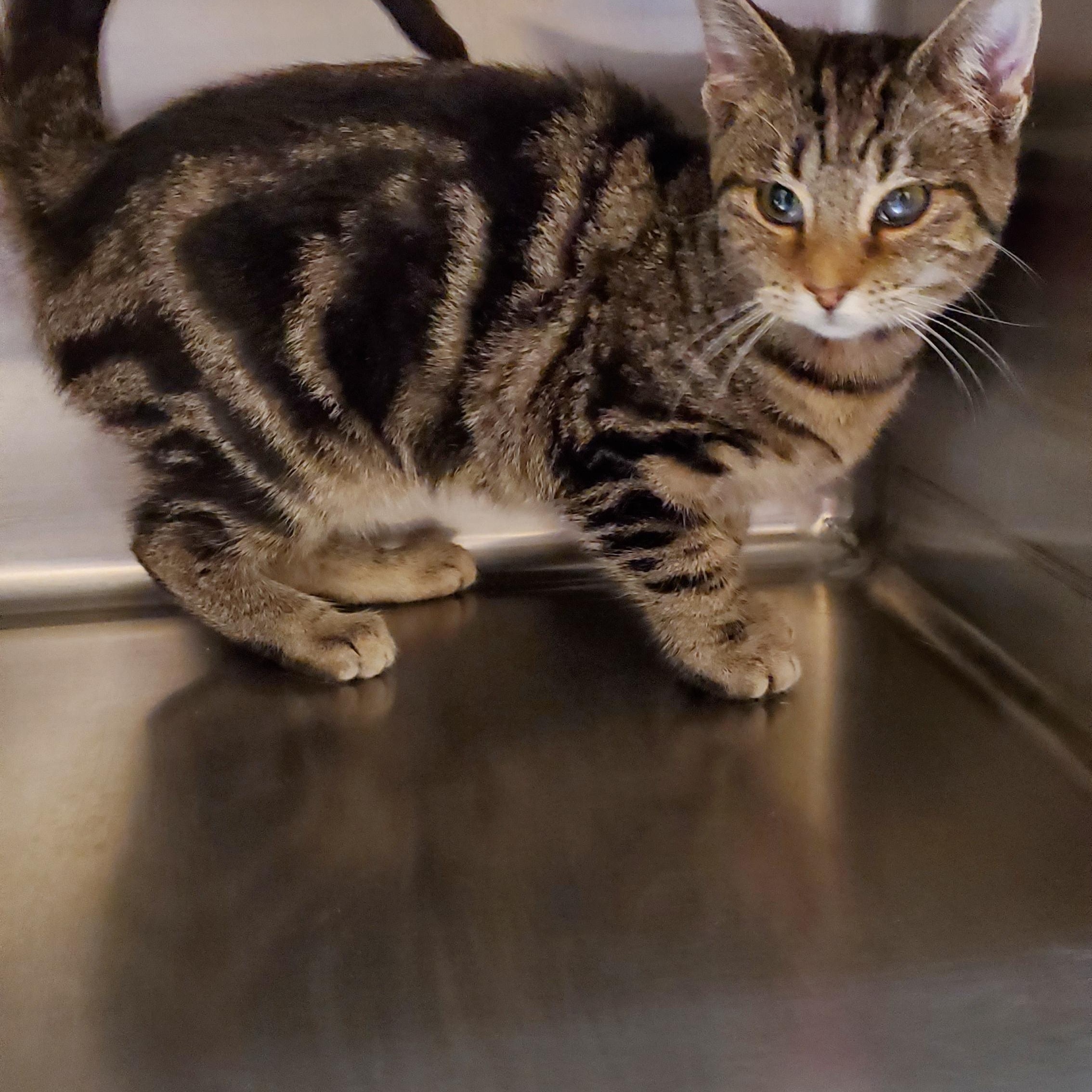 Enlarge Gem, a ADOPTABLE Tabby in Muncie, IN image 2/3